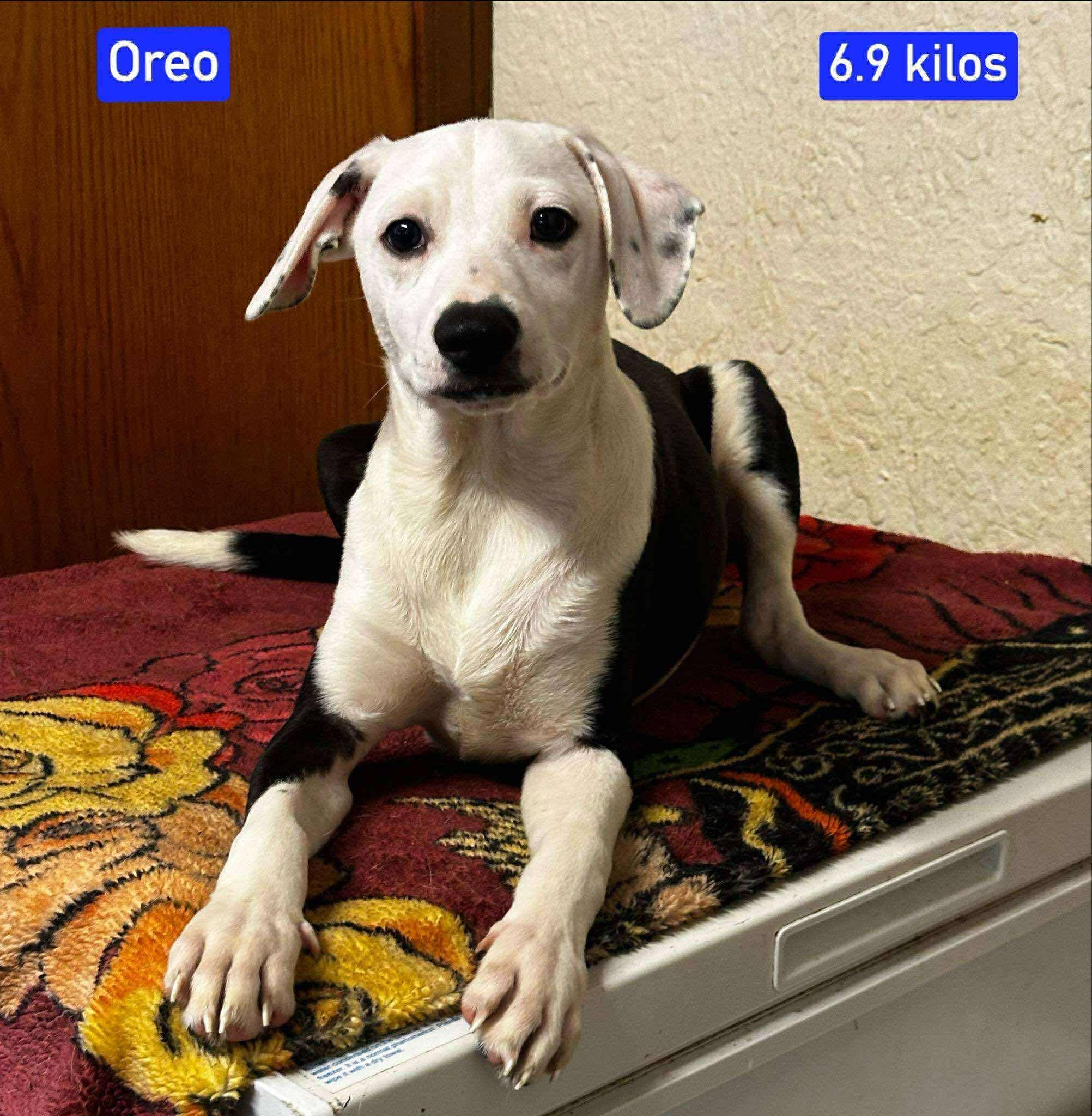 Oreo