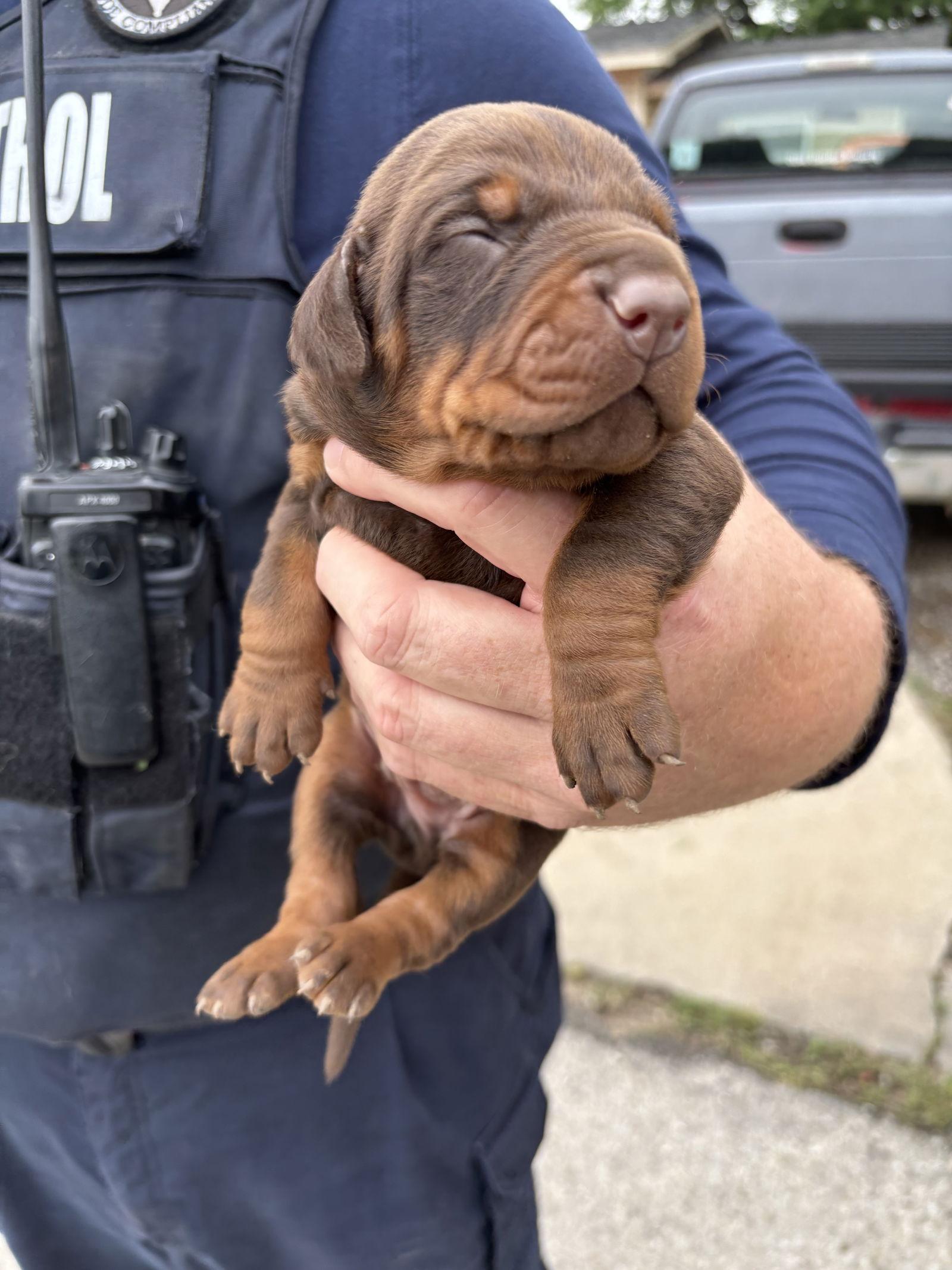 Epic, Adopted, Puppy Female Doberman Pinscher.