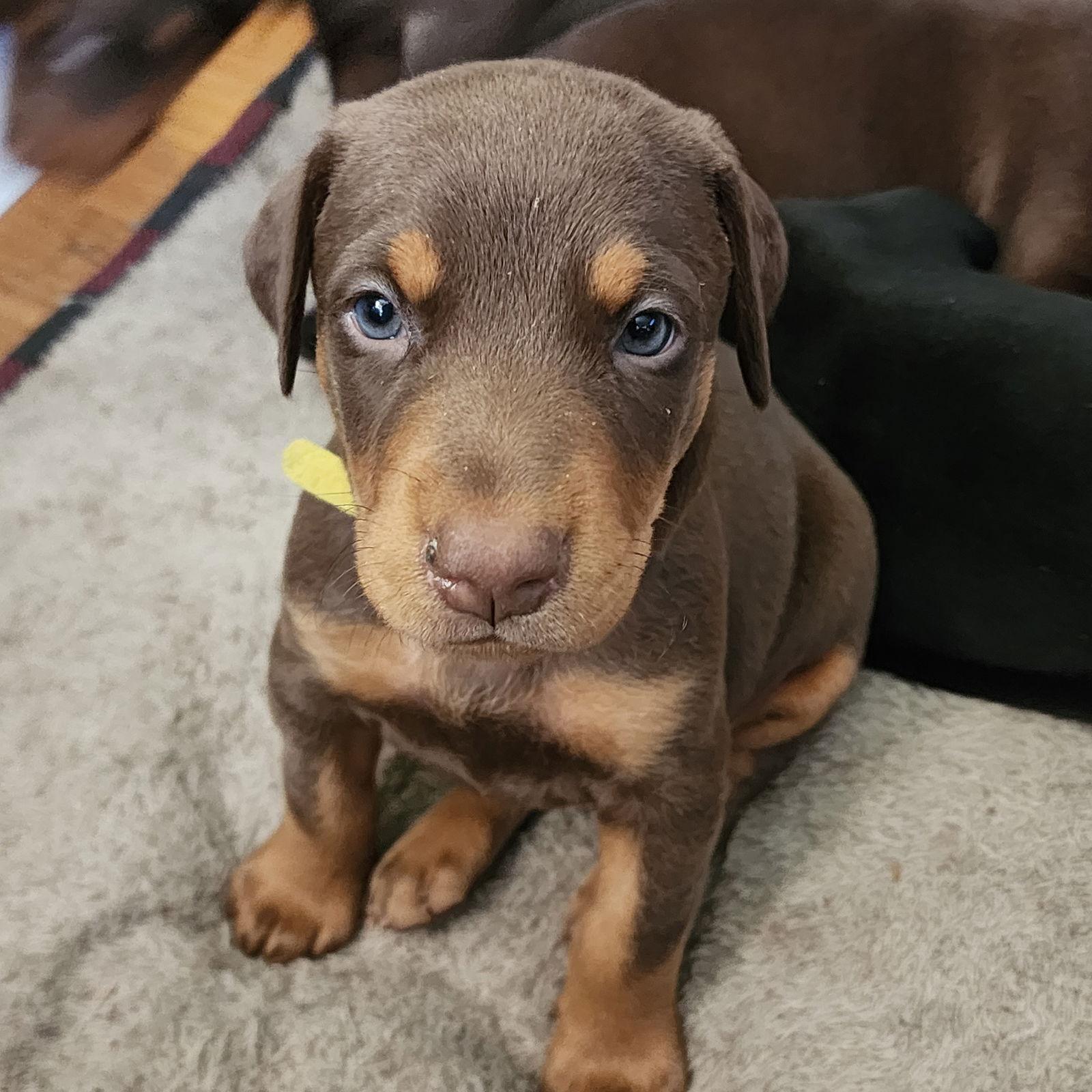 Epic, a Adopted Doberman Pinscher in Buffalo, MN image 2/3