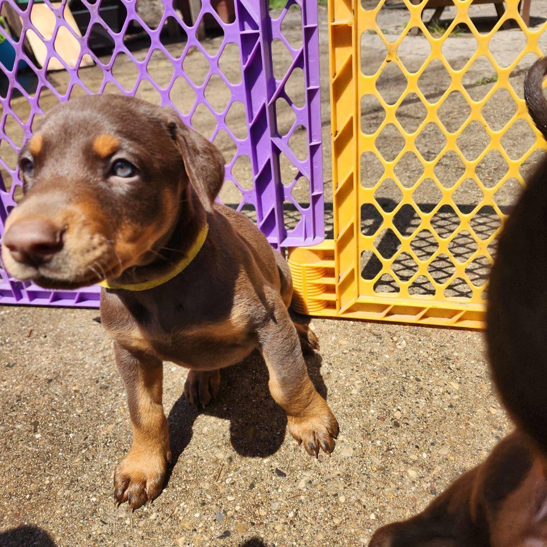 Epic, a Adopted Doberman Pinscher in Buffalo, MN image 3/3