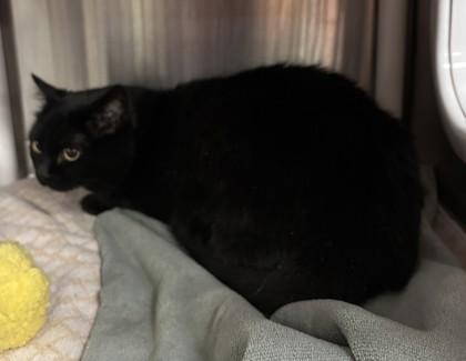 Lady Shadow, Adoptable, Senior Female Domestic Short Hair & Domestic Short Hair.