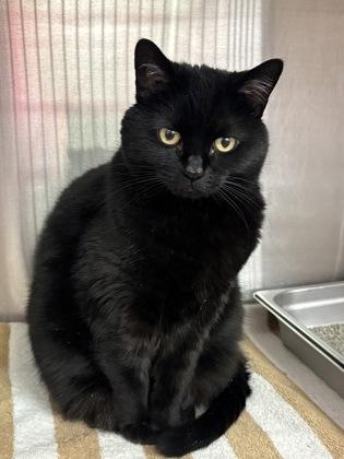 Lady Shadow, Adoptable, Senior Female Domestic Short Hair & Domestic Short Hair.