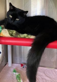 Lady Shadow — thumbnail 2