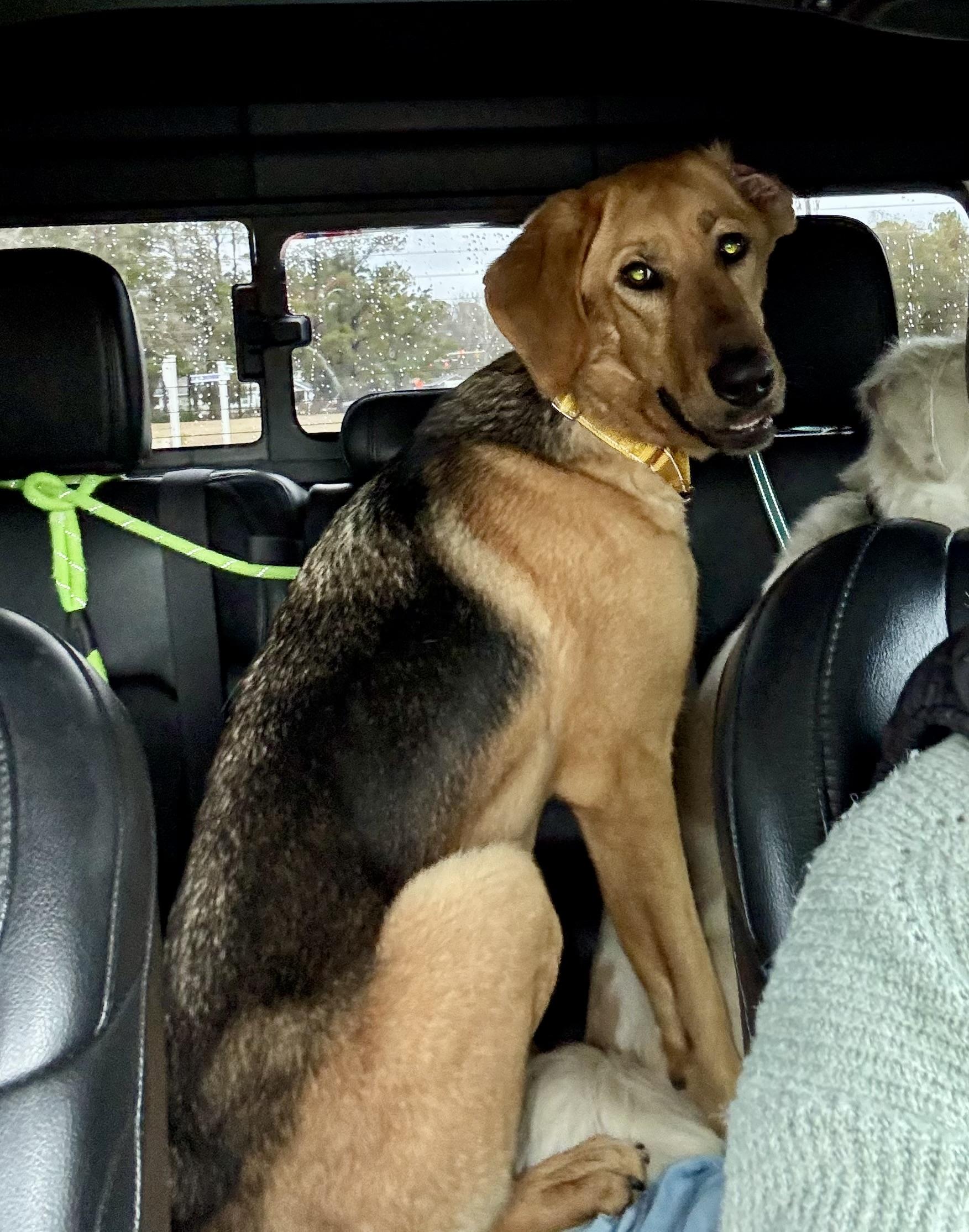 Enlarge Matilda , a ADOPTABLE mixed breed in Calabash, NC image 3/3