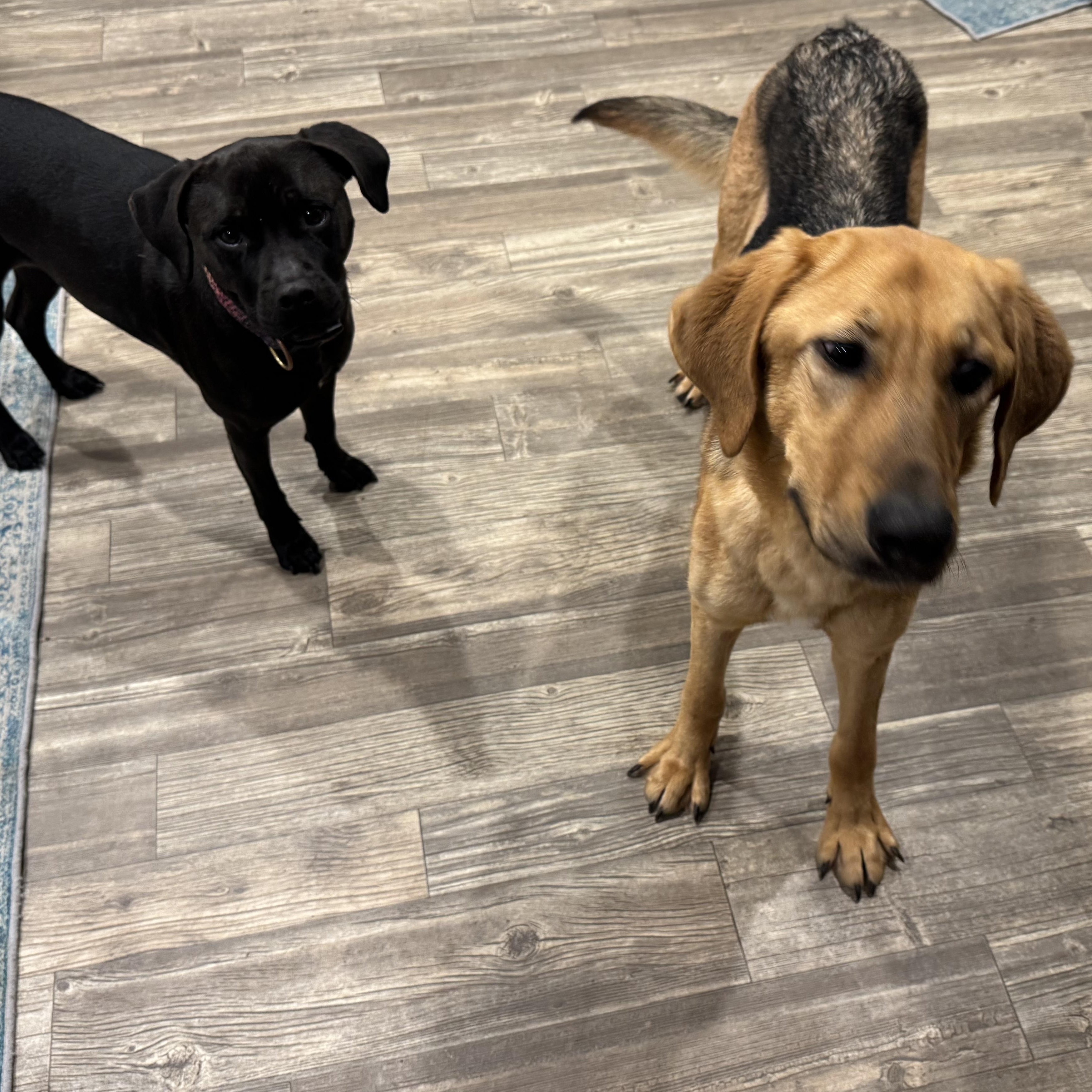 Enlarge Matilda , a ADOPTABLE mixed breed in Calabash, NC image 2/3