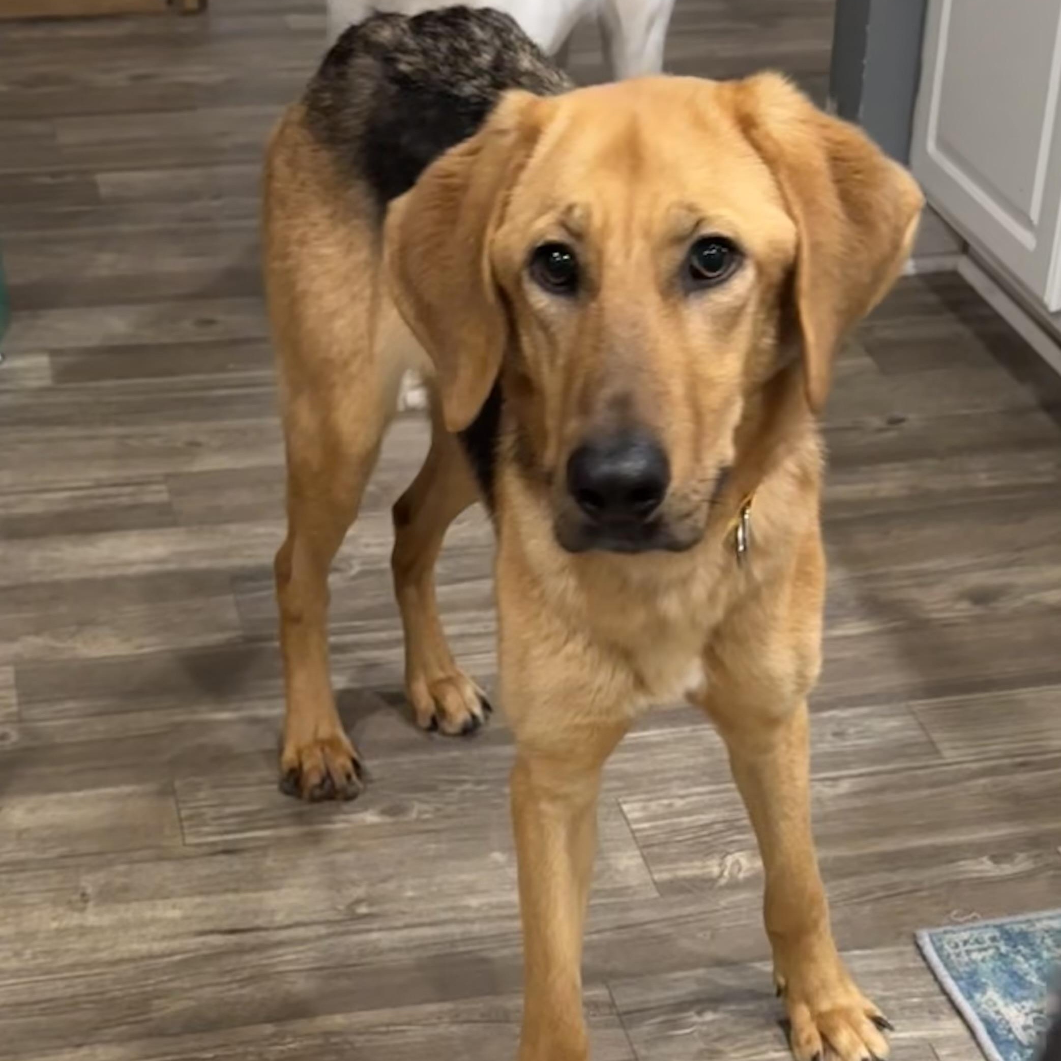 Matilda , ADOPTABLE, Young Female German Shepherd Dog & Retriever.