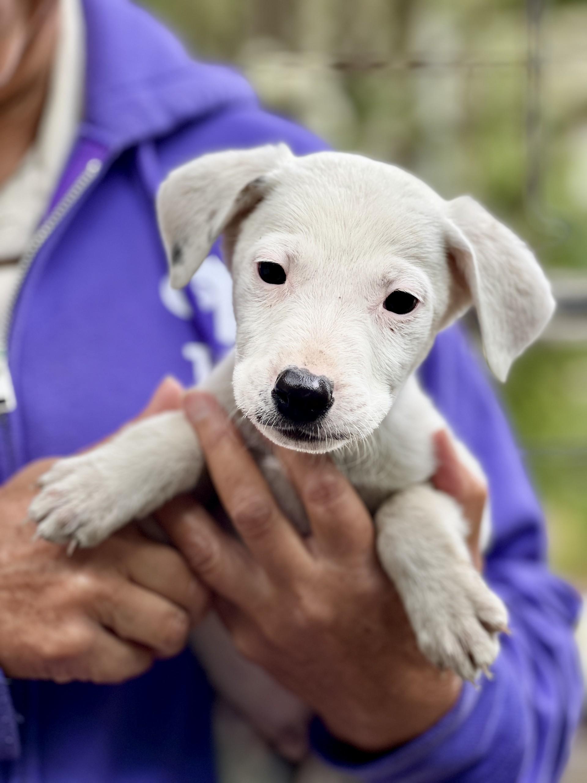 Enlarge Seamus, a Adoptable mixed breed in Gualala, CA image 2/4