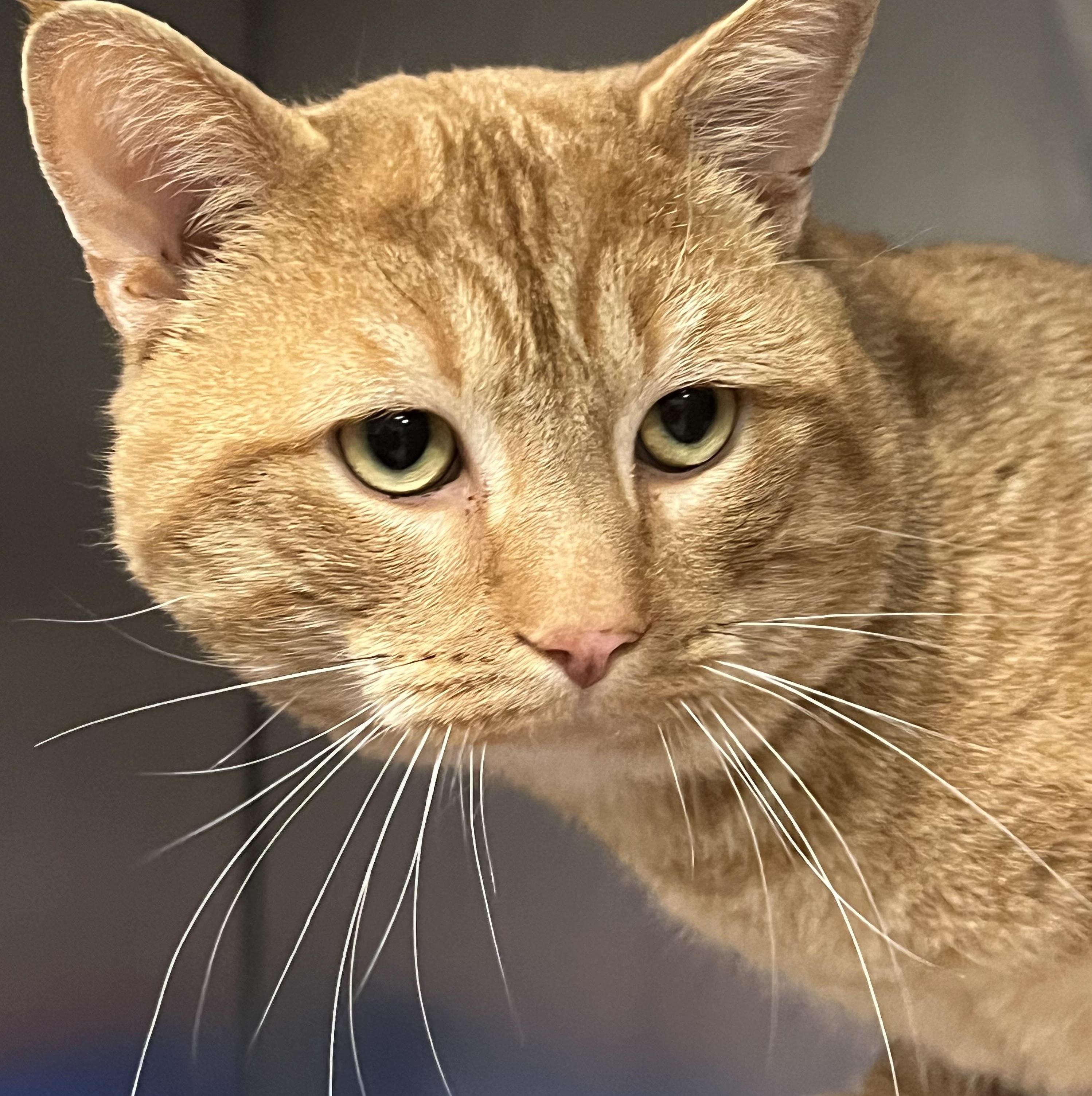 Fanta, a ADOPTABLE Domestic Short Hair in Johnston, RI image 5/6