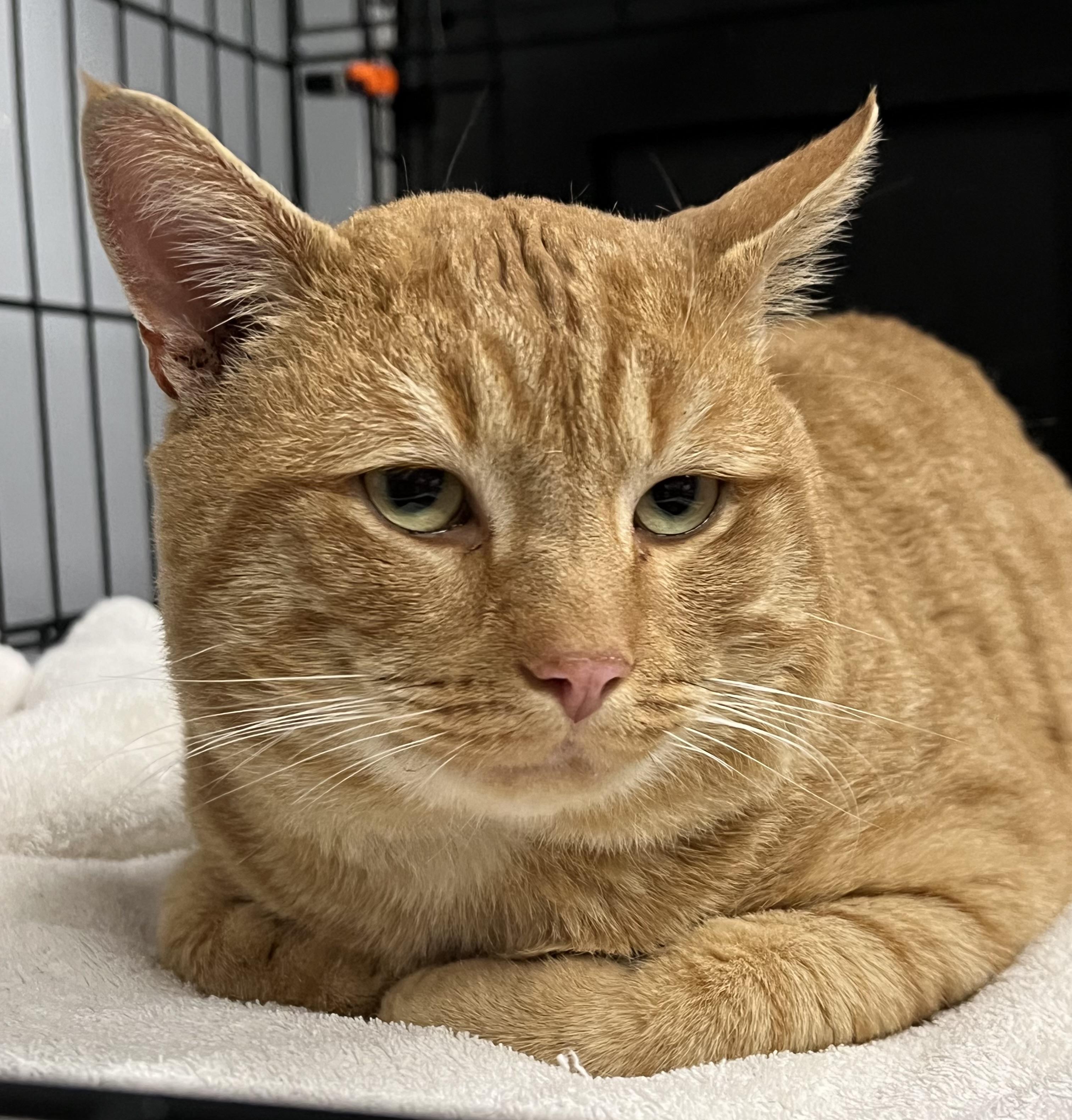 Fanta, a ADOPTABLE Domestic Short Hair in Johnston, RI image 6/6