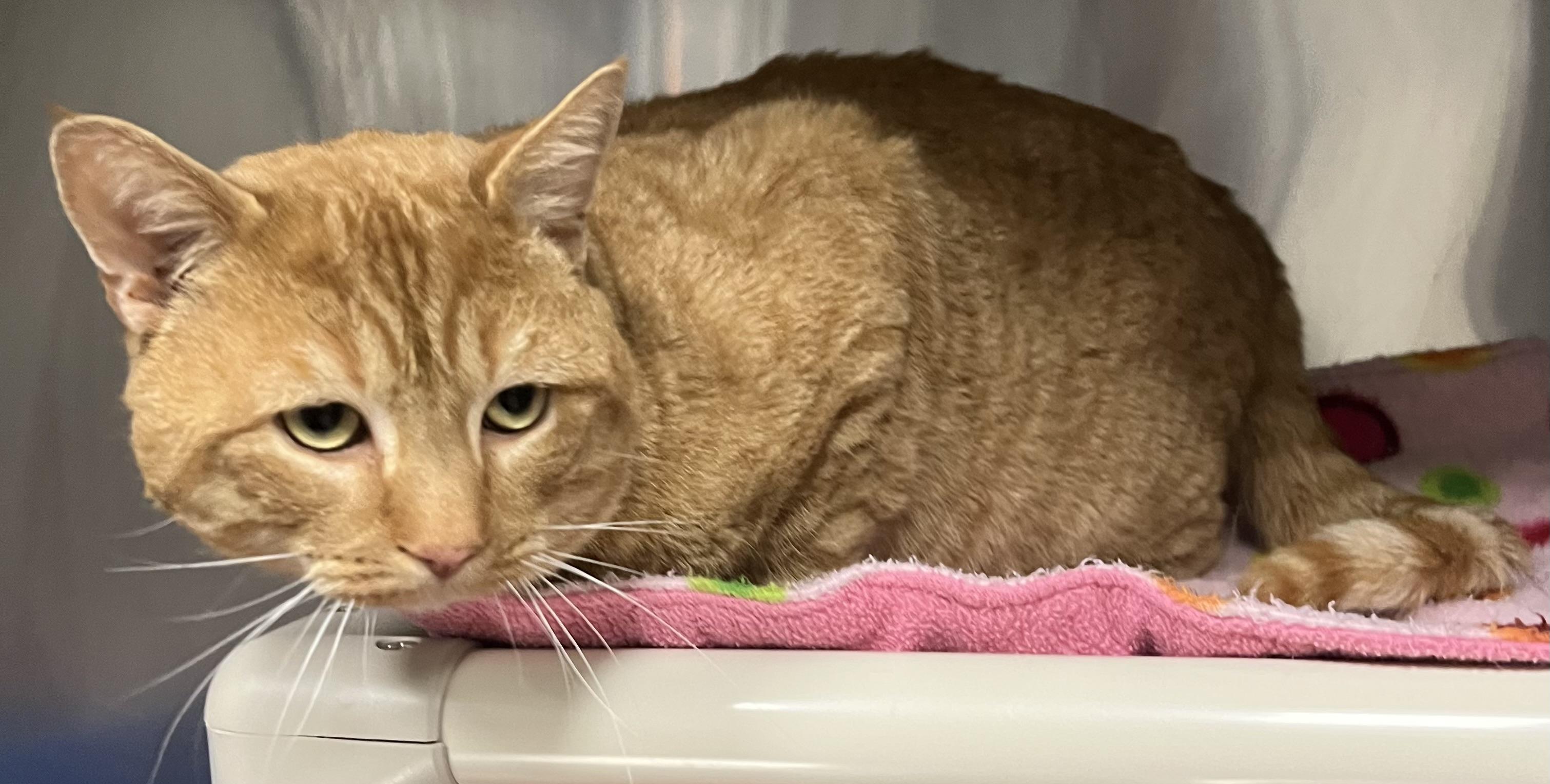 Fanta, a ADOPTABLE Domestic Short Hair in Johnston, RI image 3/6