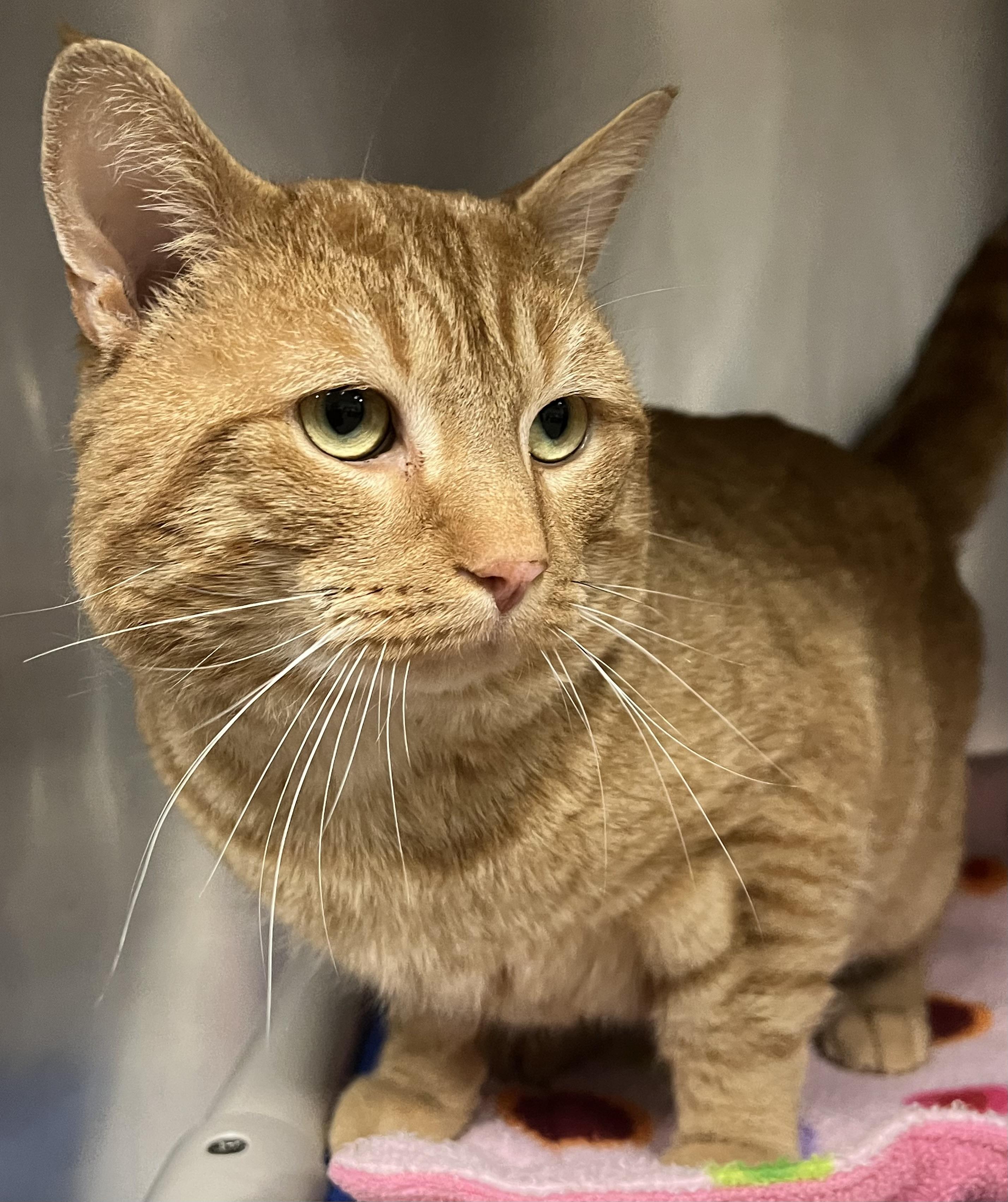 Fanta, a ADOPTABLE Domestic Short Hair in Johnston, RI image 4/6