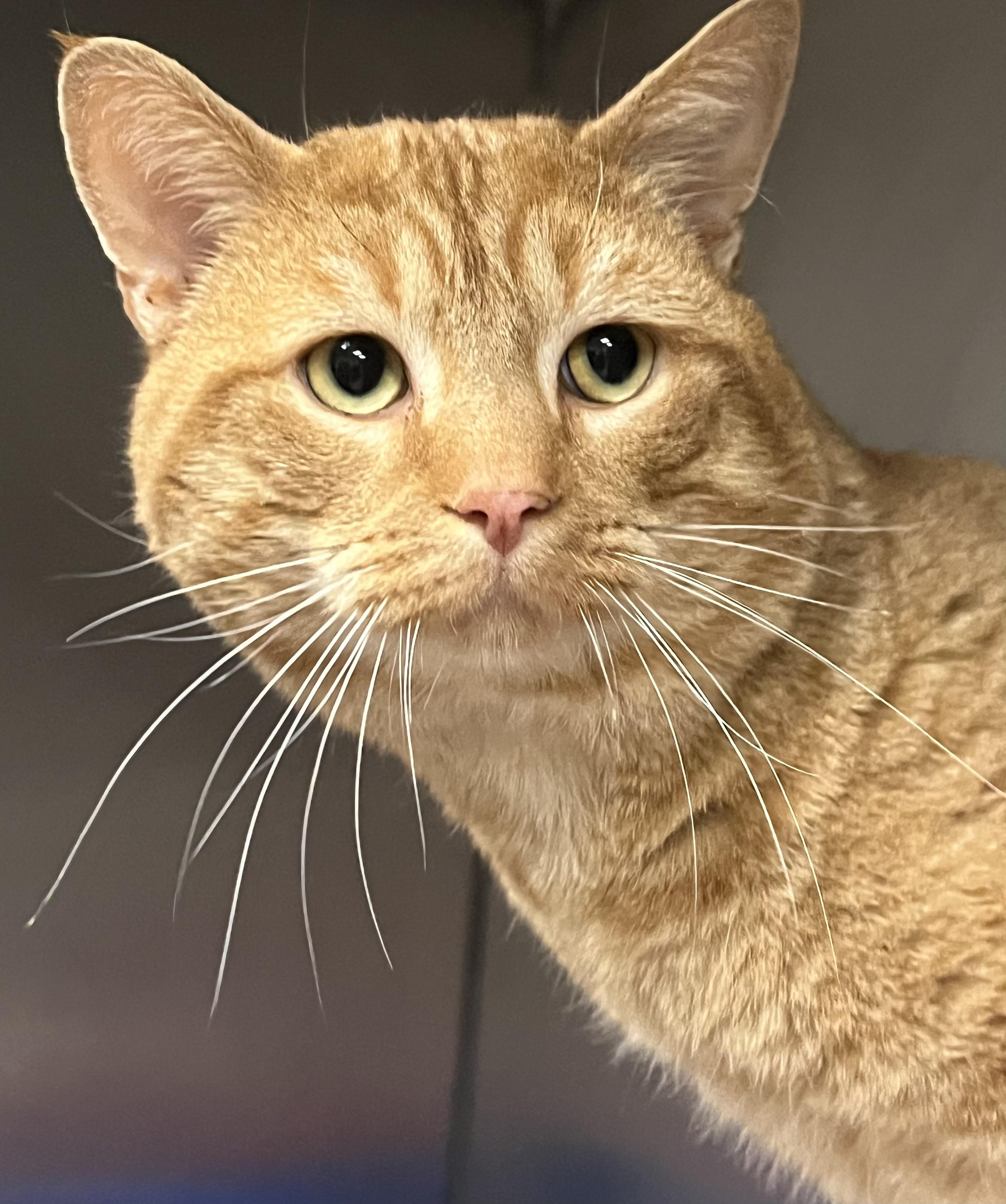 Fanta, a ADOPTABLE Domestic Short Hair in Johnston, RI image 2/6