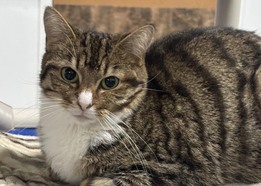 Sasha, Adoptable, Young Female Tabby.