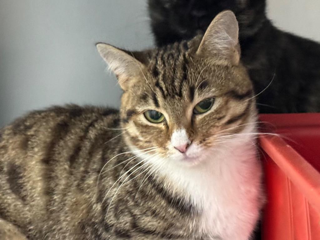 Sasha, Adoptable, Young Female Tabby.