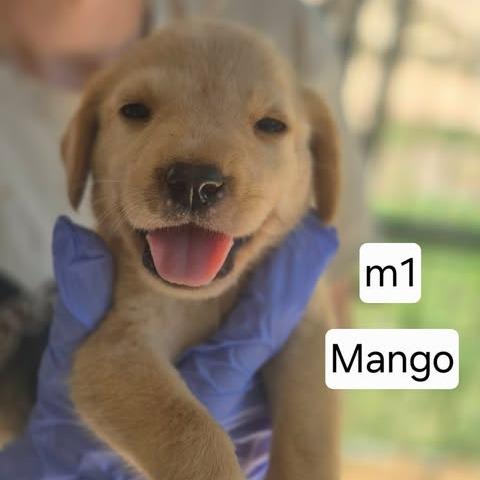 Mango, Adoptable, Puppy Male Yellow Labrador Retriever & Mixed Breed.