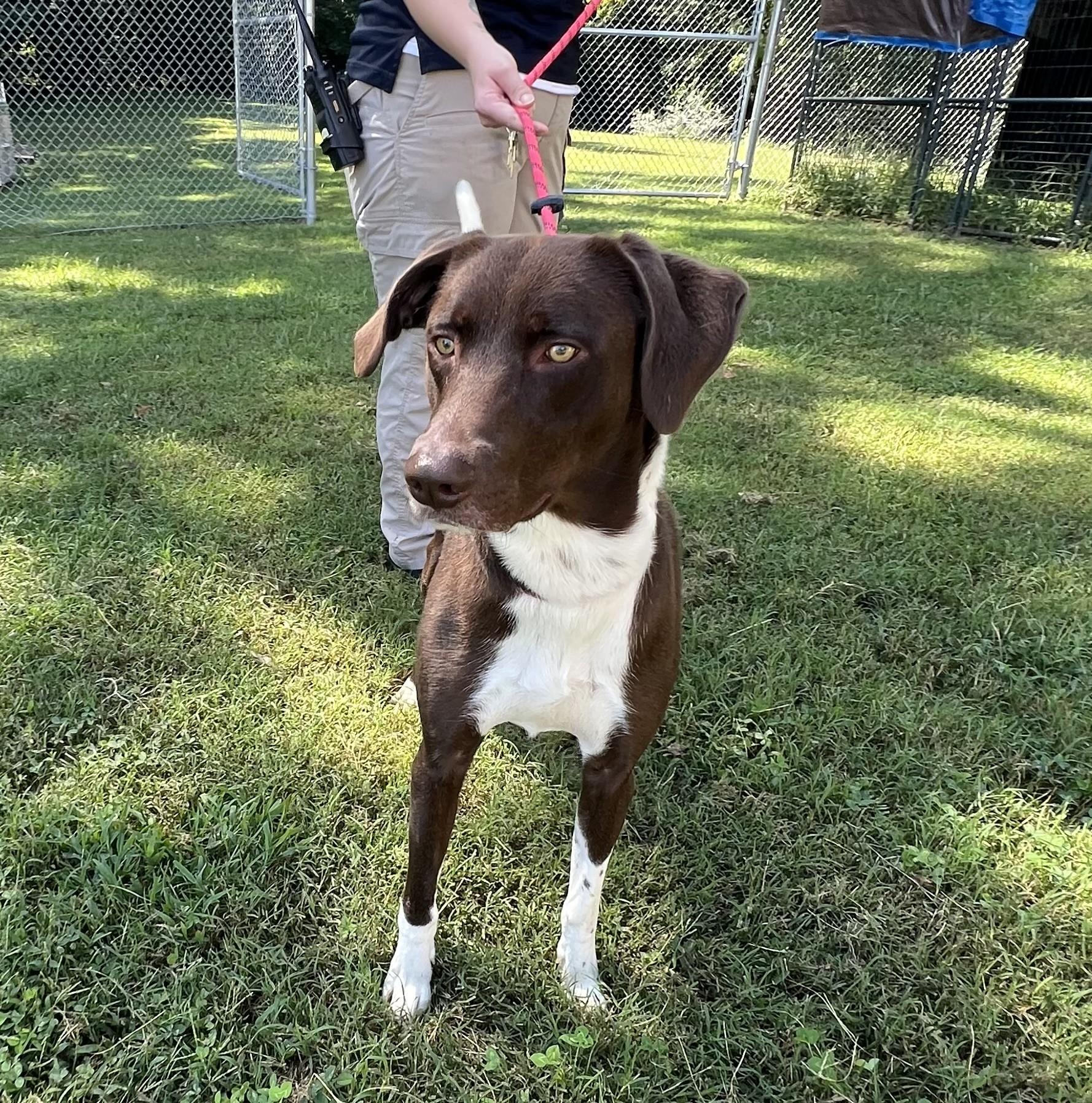 Enlarge Pepe, a Adoptable mixed breed in Ashland, VA image 1/3