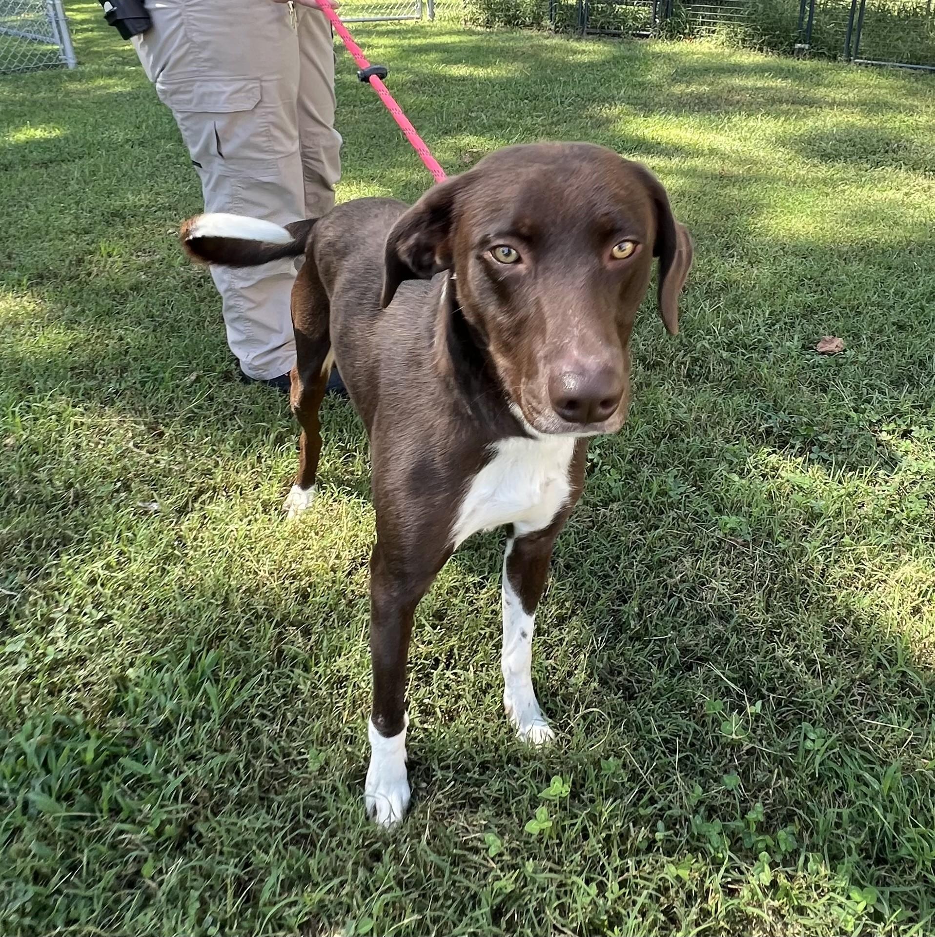 Enlarge Pepe, a Adoptable mixed breed in Ashland, VA image 2/3