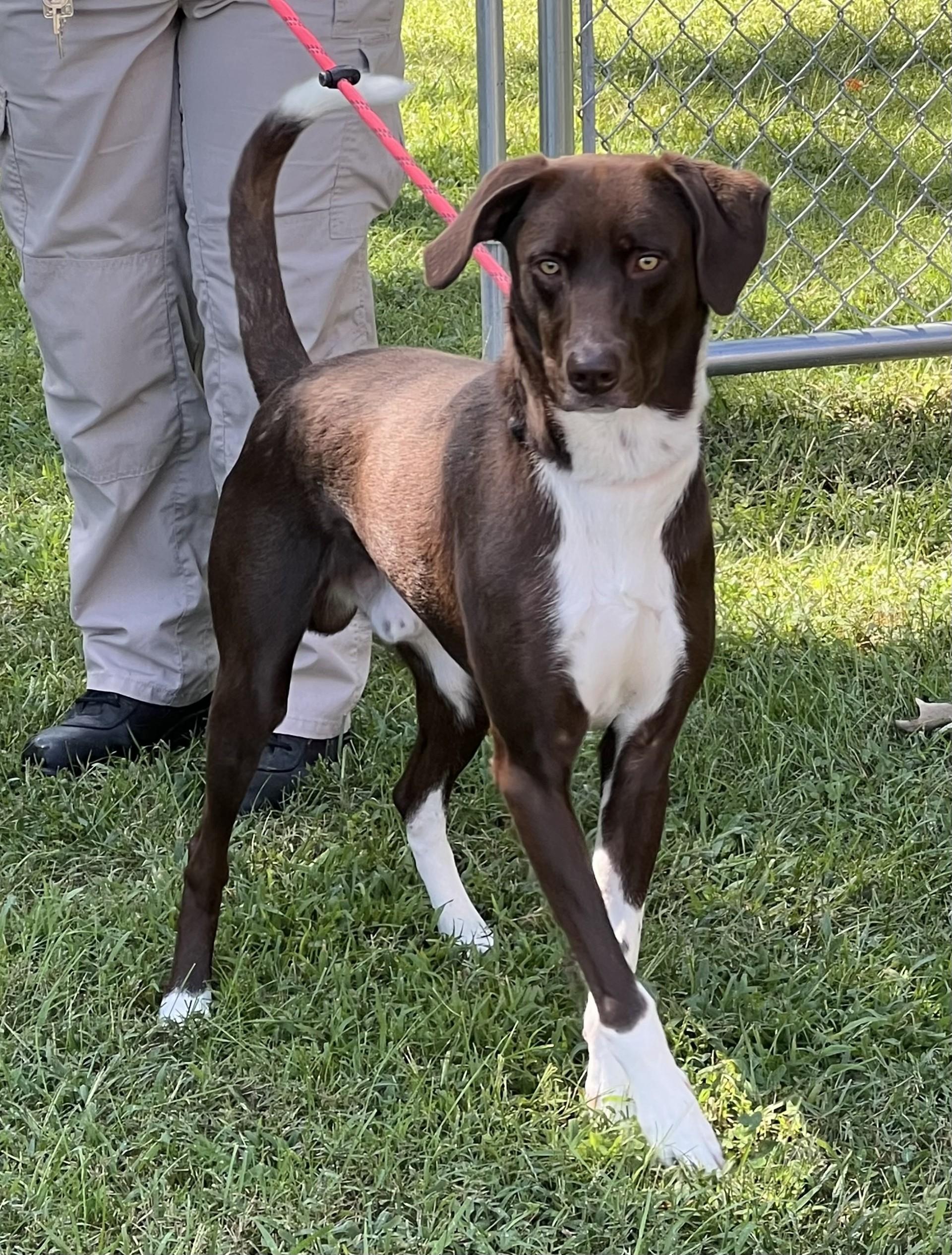 Enlarge Pepe, a Adoptable mixed breed in Ashland, VA image 3/3