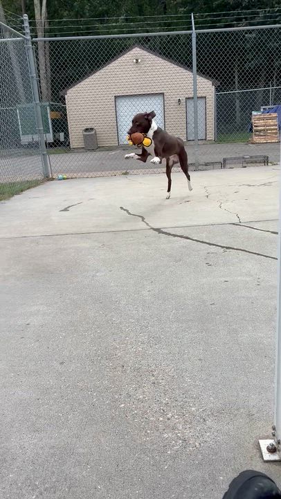 Enlarge Pepe, a Adoptable mixed breed in Ashland, VA video 4/4