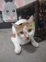 Matcha, an adoptable Calico Mix in Wichita Falls, TX_image-1