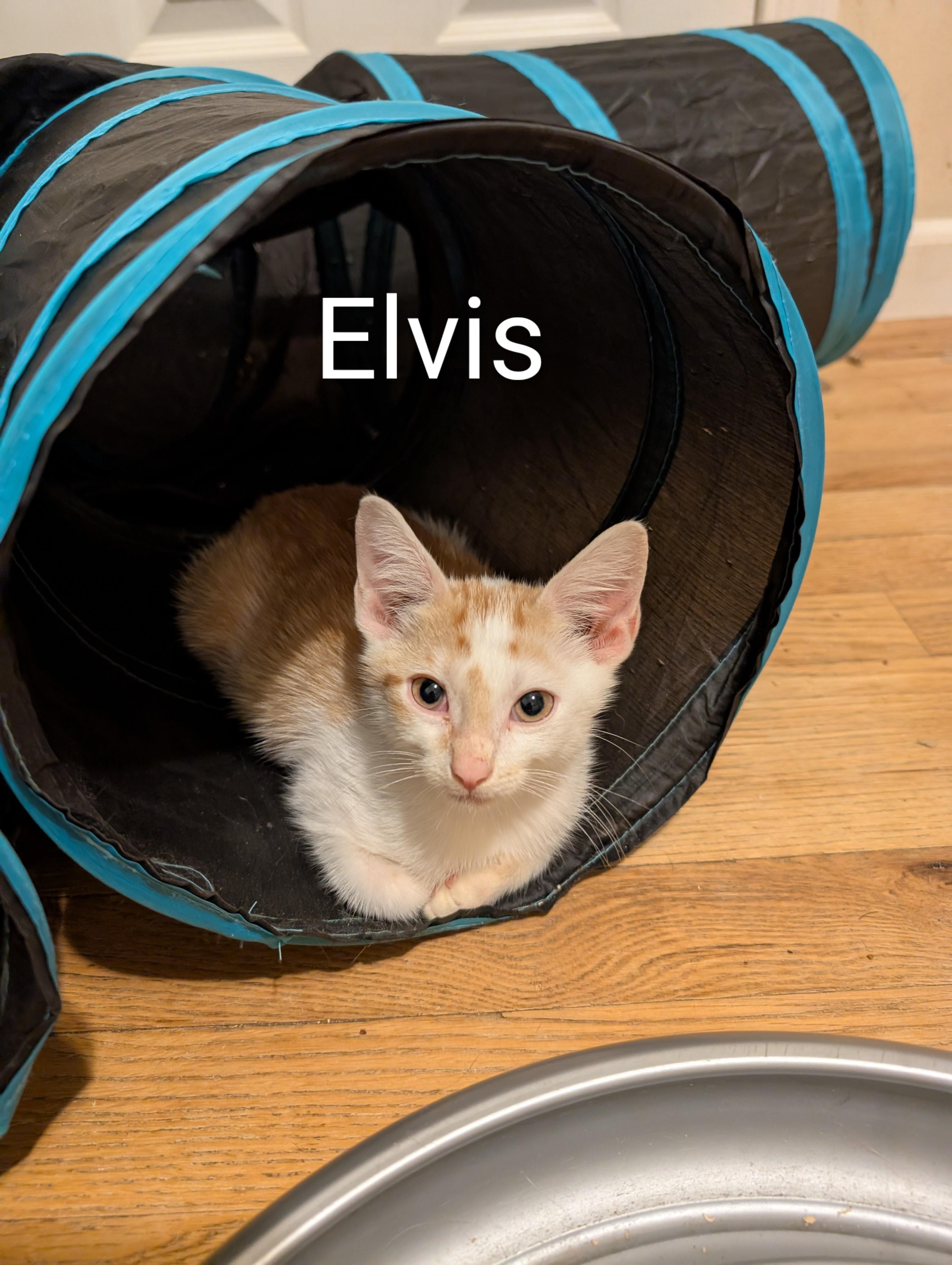 Enlarge Elvis, a Adopted American Shorthair in Hazlet, NJ image 3/6