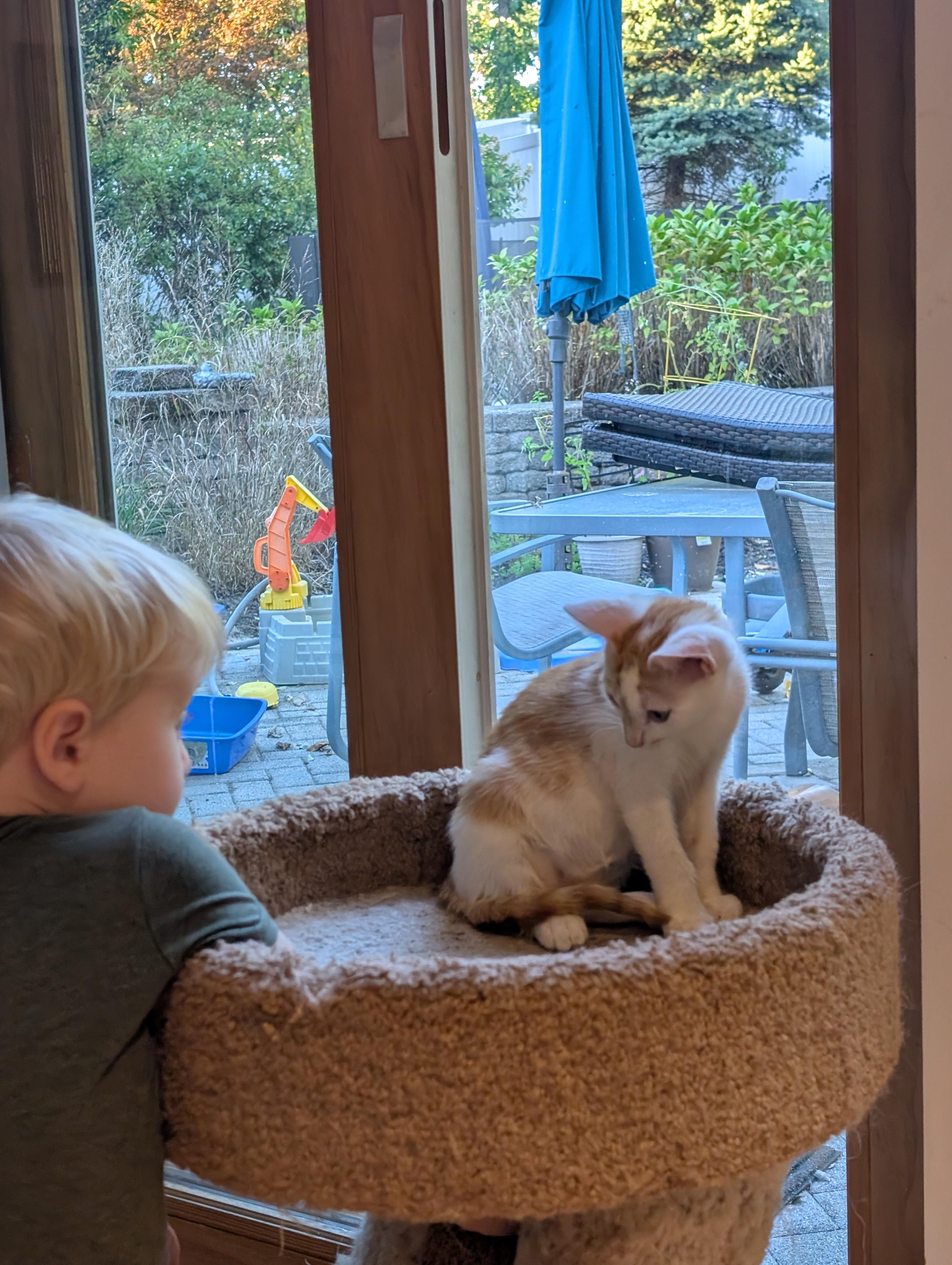 Enlarge Elvis, a Adopted American Shorthair in Hazlet, NJ image 4/6