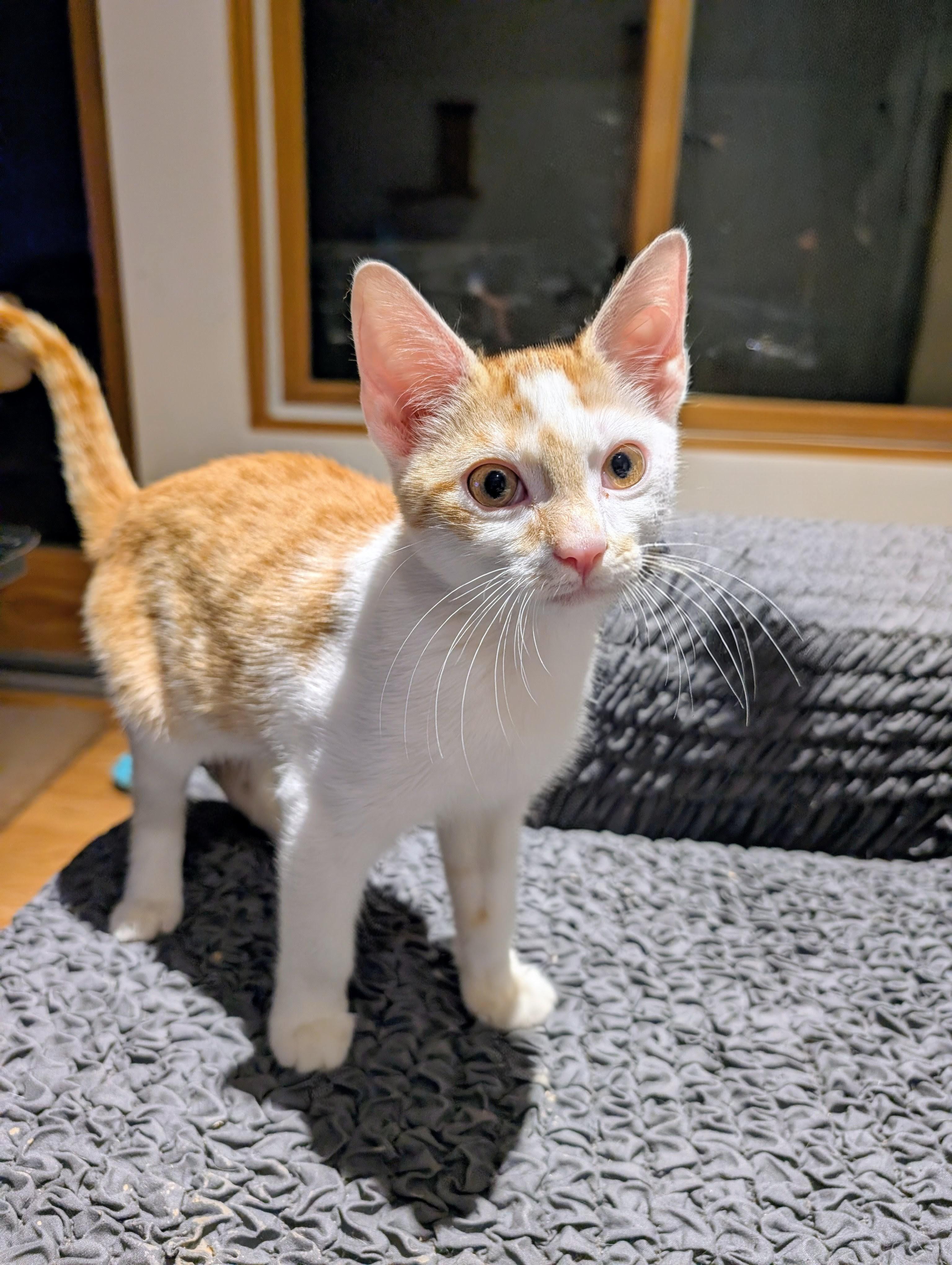 Elvis, Adopted, Kitten Male American Shorthair.