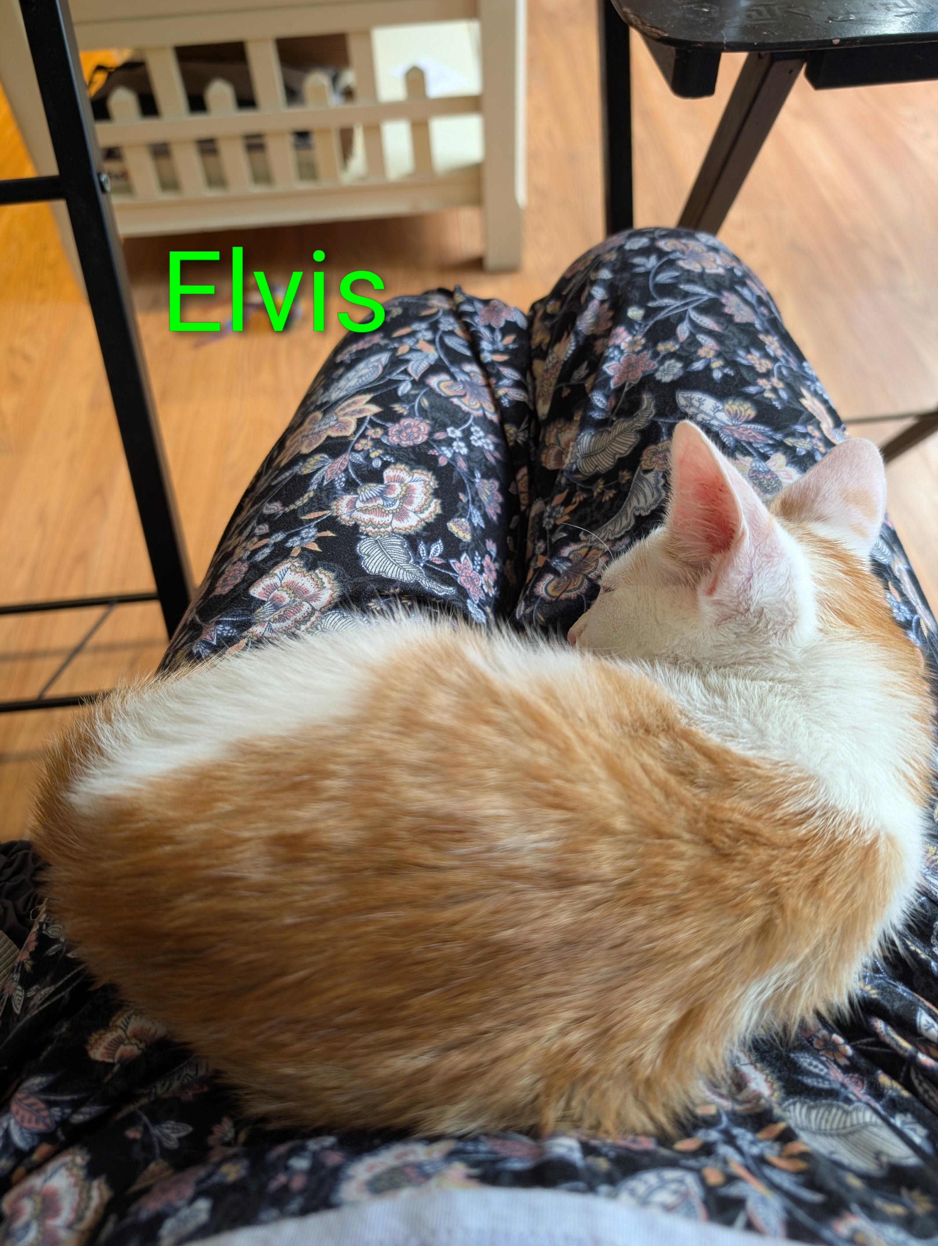 Enlarge Elvis, a Adopted American Shorthair in Hazlet, NJ image 6/6