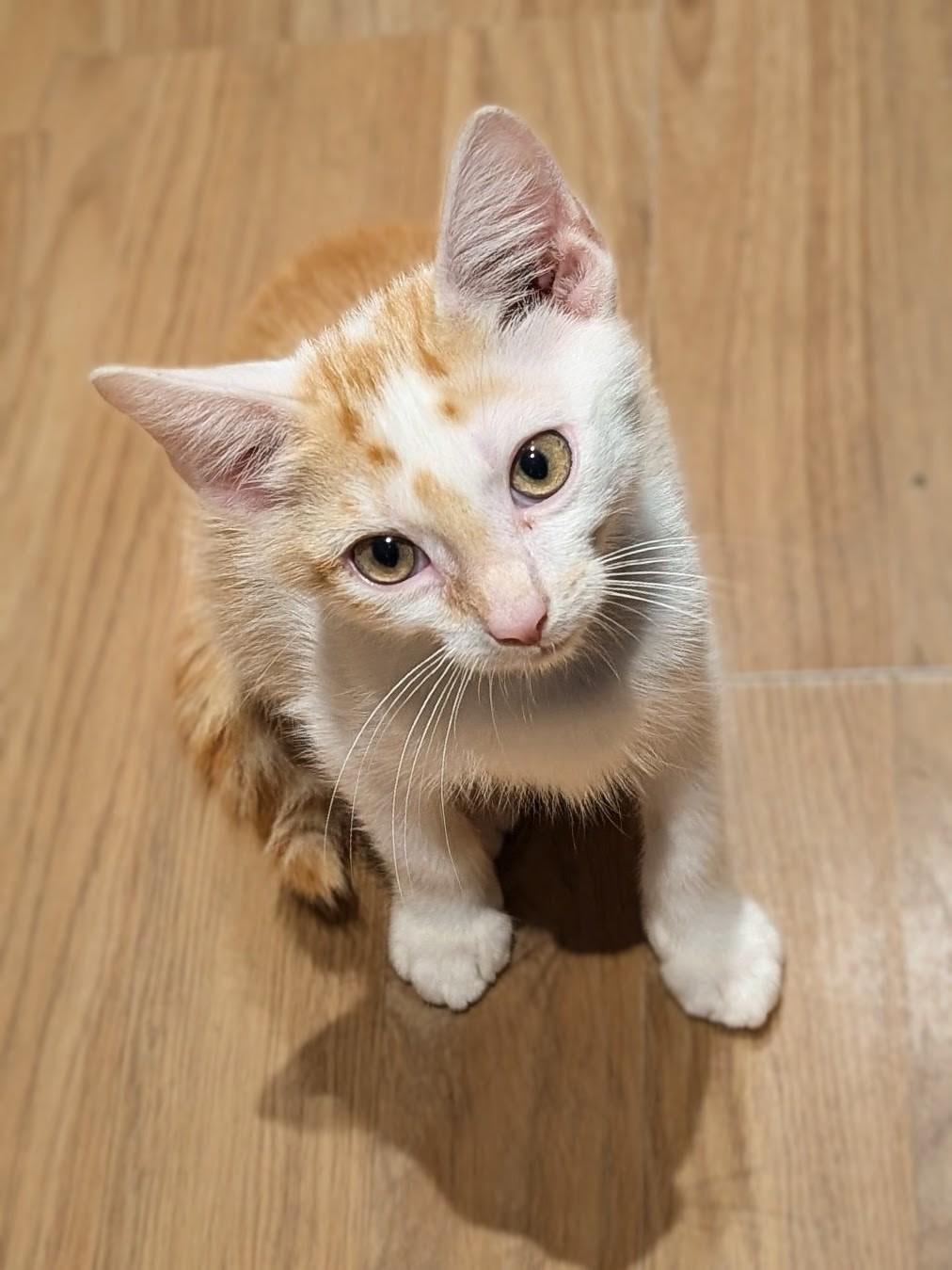 Enlarge Elvis, a Adopted American Shorthair in Hazlet, NJ image 5/6