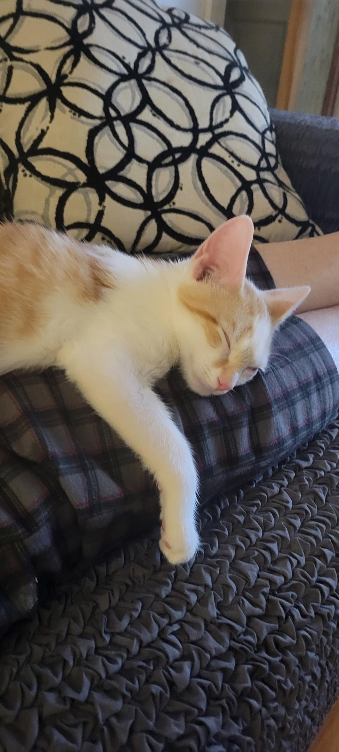 Enlarge Elvis, a Adopted American Shorthair in Hazlet, NJ image 2/6