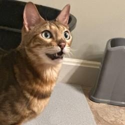 Enlarge Drax, a ADOPTABLE Bengal in Annapolis, MD image 2/2