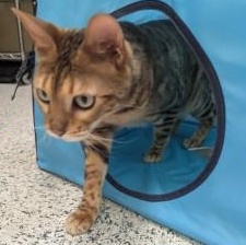 Drax, an adopted Bengal in Annapolis, MD image 3/3