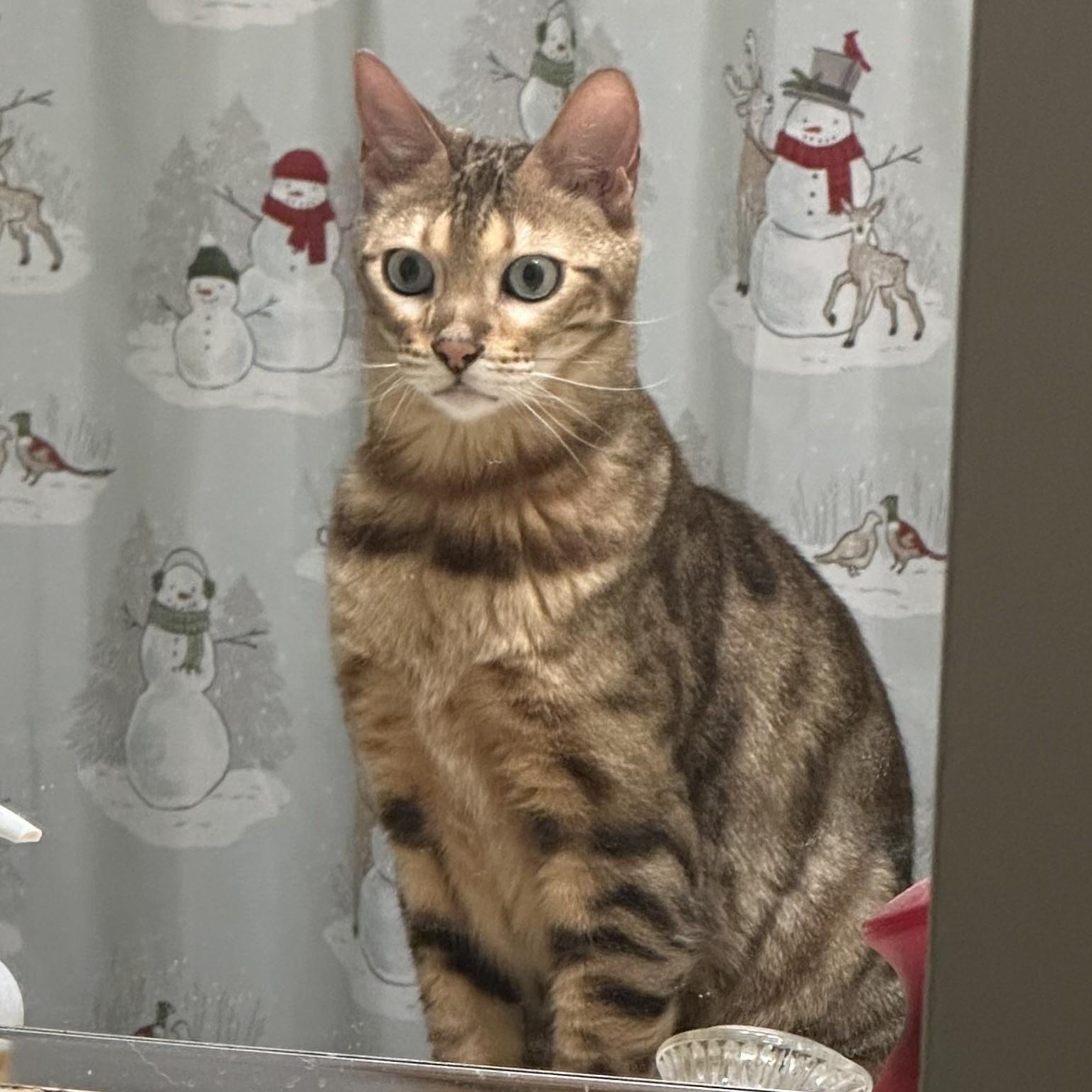 Enlarge Drax, a ADOPTABLE Bengal in Annapolis, MD image 1/2