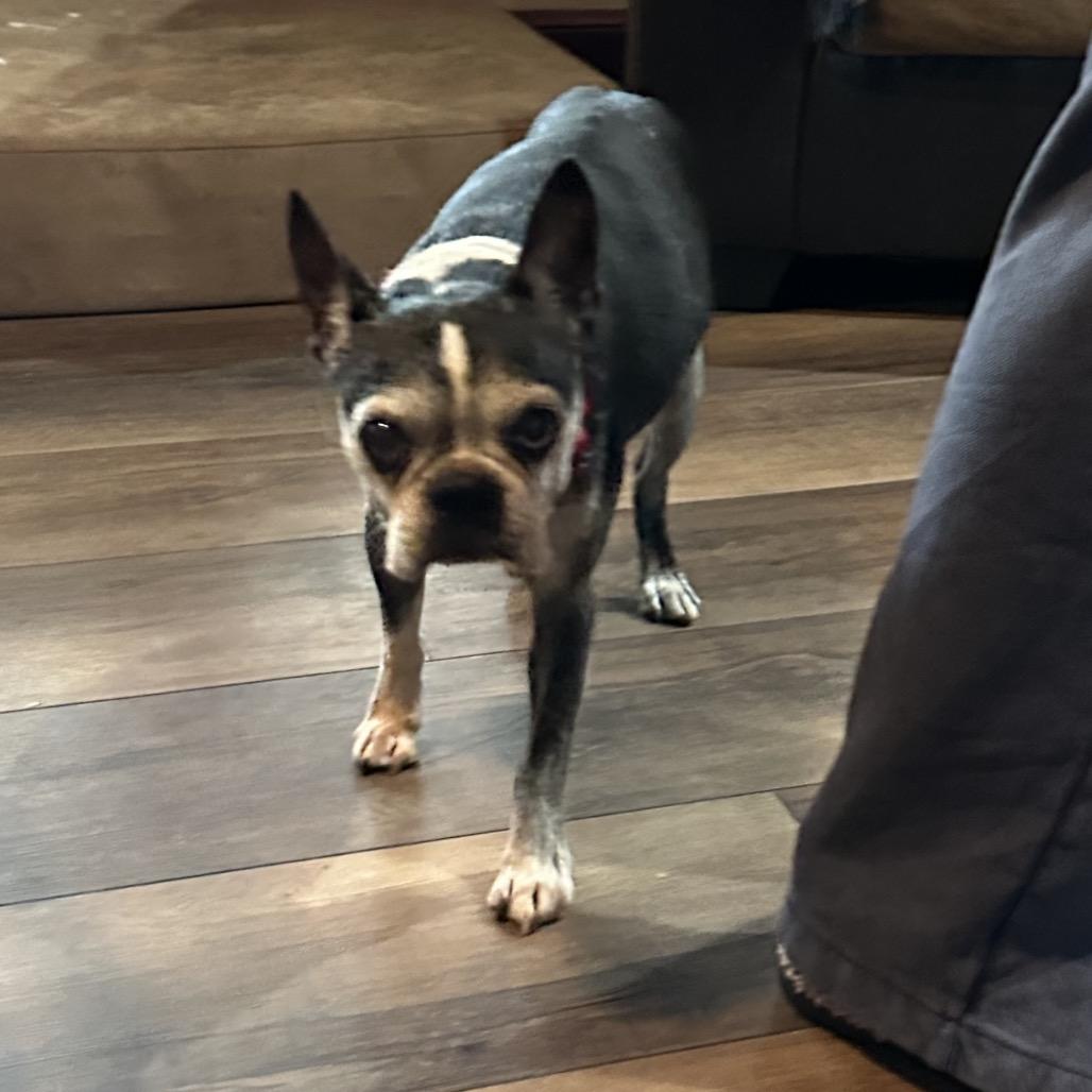 Rosco, a Adoptable Boston Terrier in Napoleon, OH image 1/2