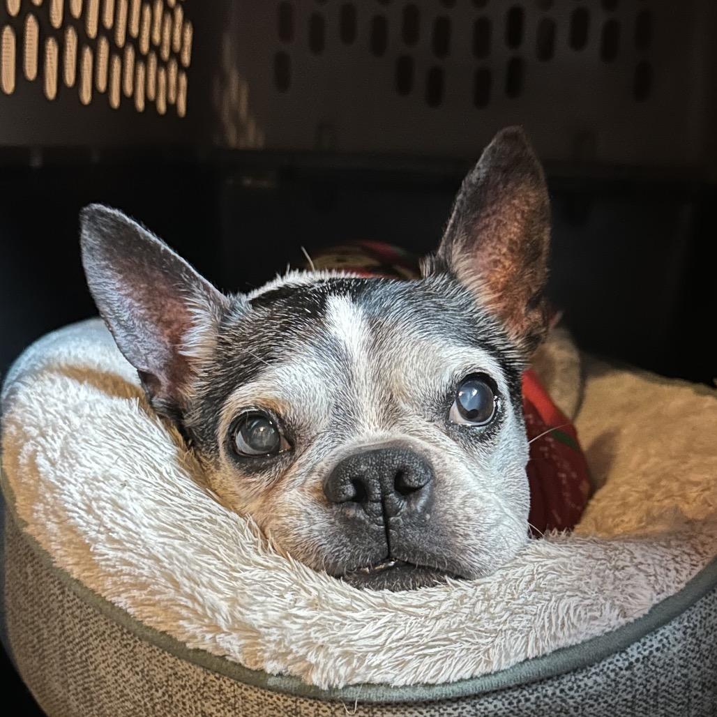 Rosco, a Adoptable Boston Terrier in Napoleon, OH image 2/2