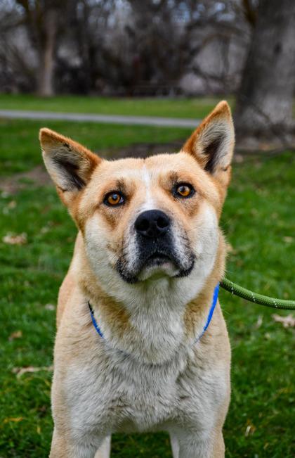 Enlarge Timmy, a Adoptable mixed breed in Yakima, WA image 1/3