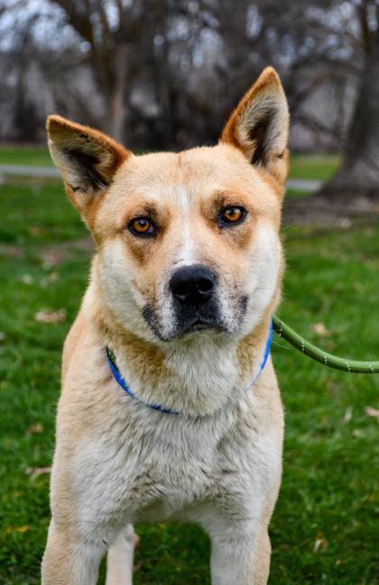 Enlarge Timmy, a Adoptable mixed breed in Yakima, WA image 2/3
