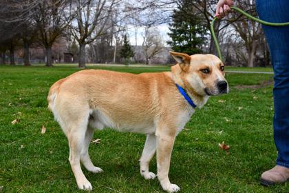 Enlarge Timmy, a Adoptable mixed breed in Yakima, WA image 3/3