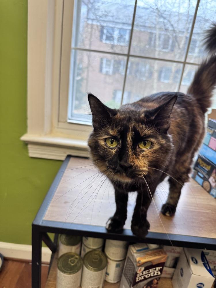 Taco, a Adoptable mixed breed in Vienna , VA image 1/6