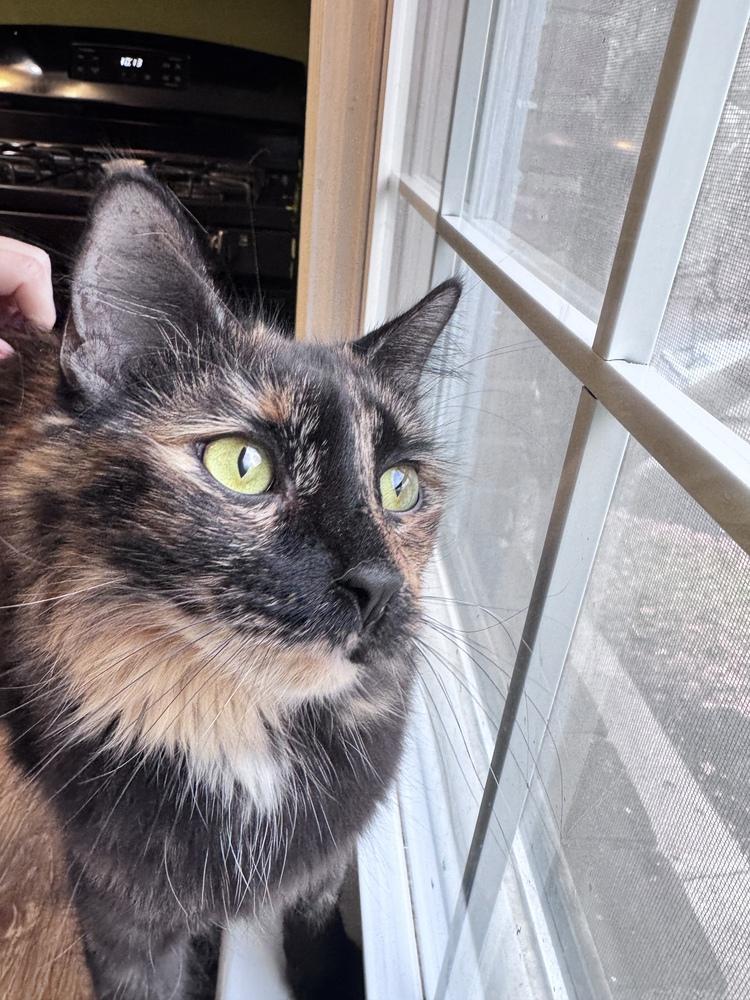 Taco, a Adoptable mixed breed in Vienna , VA image 2/6