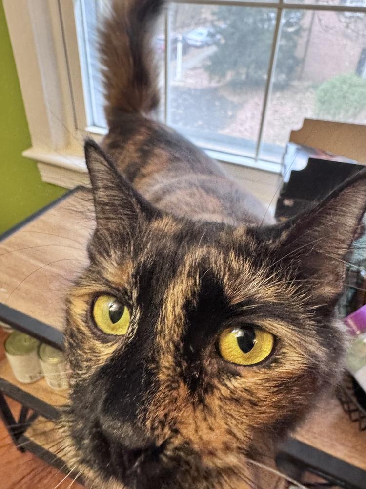 Taco, a Adoptable mixed breed in Vienna , VA image 3/6