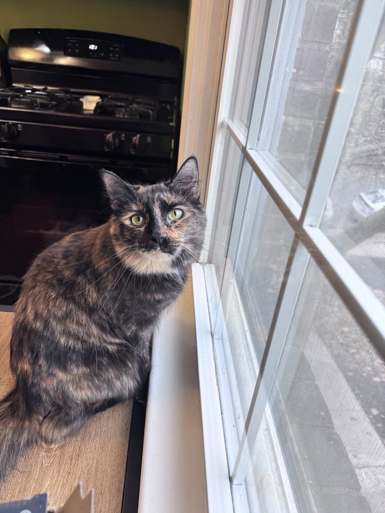 Taco, a Adoptable mixed breed in Vienna , VA image 4/6