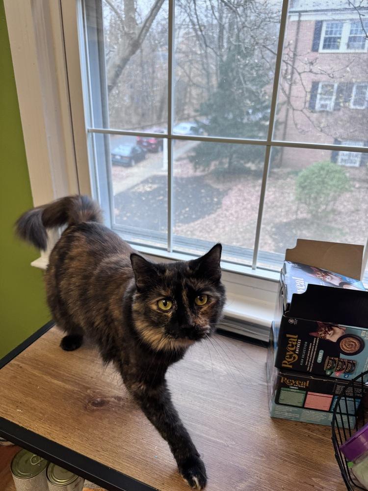 Taco, a Adoptable mixed breed in Vienna , VA image 5/6