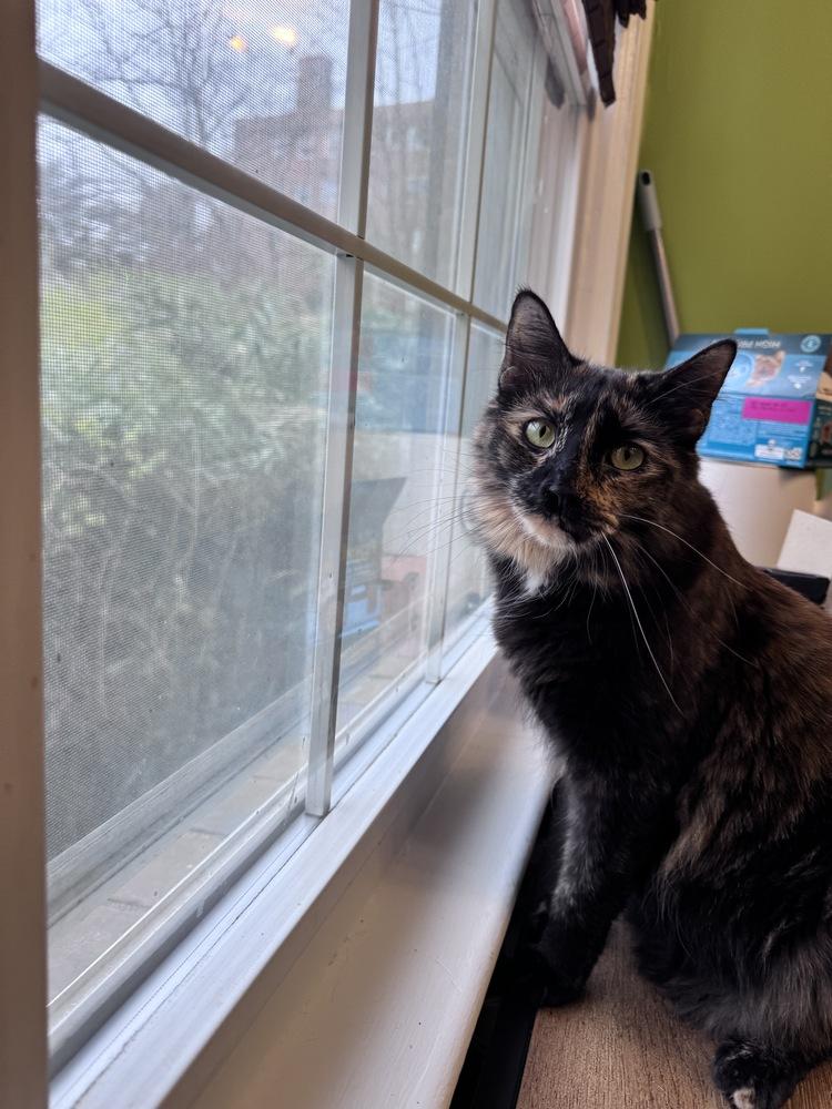 Taco, a Adoptable mixed breed in Vienna , VA image 6/6