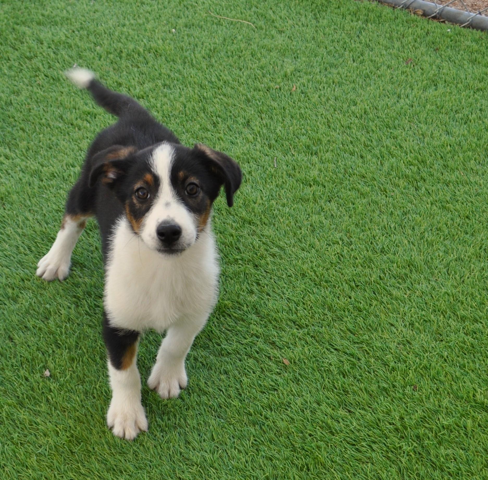 Enlarge Mesa, a ADOPTABLE mixed breed in Apache Junction, AZ image 2/4