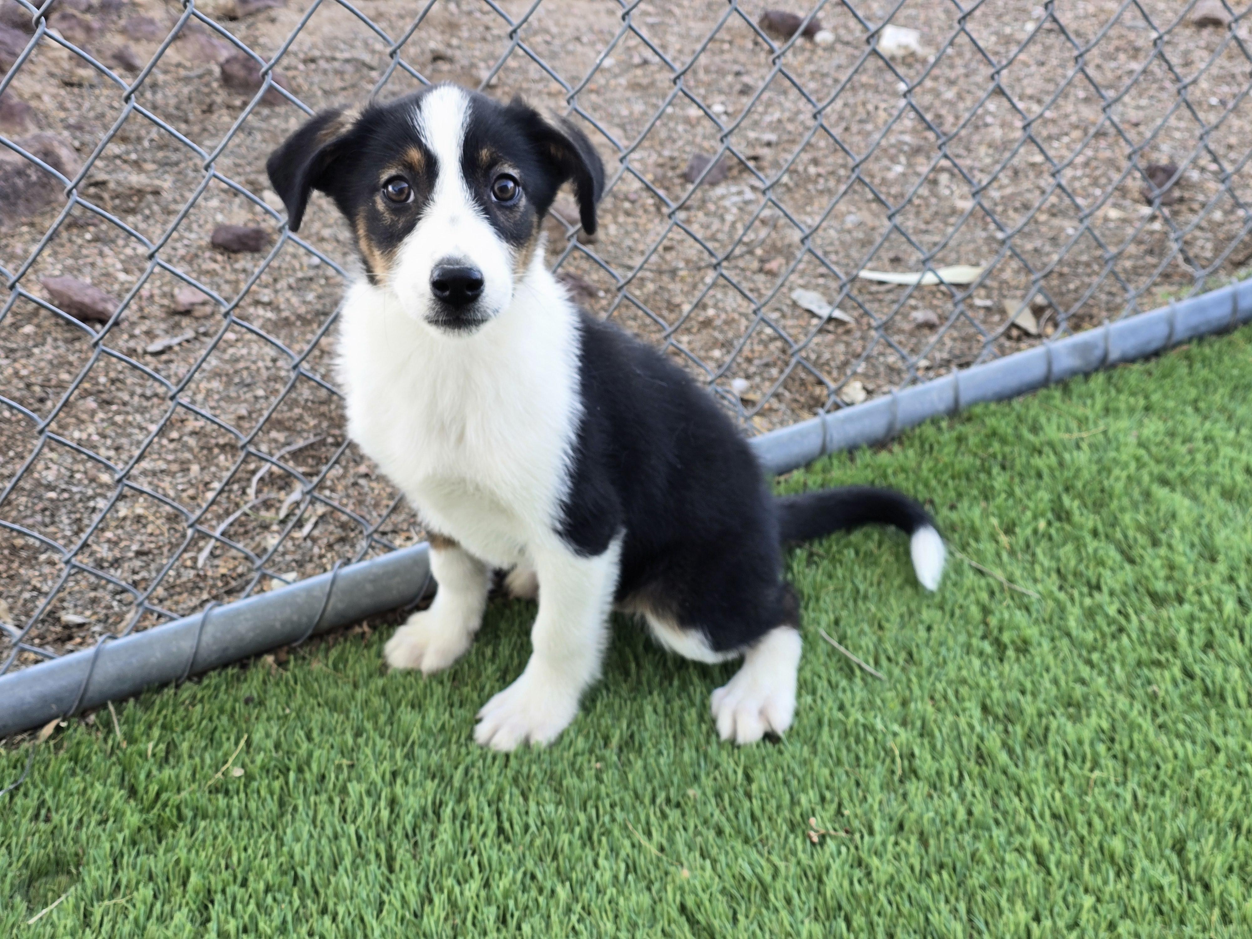 Enlarge Mesa, a ADOPTABLE mixed breed in Apache Junction, AZ image 4/4