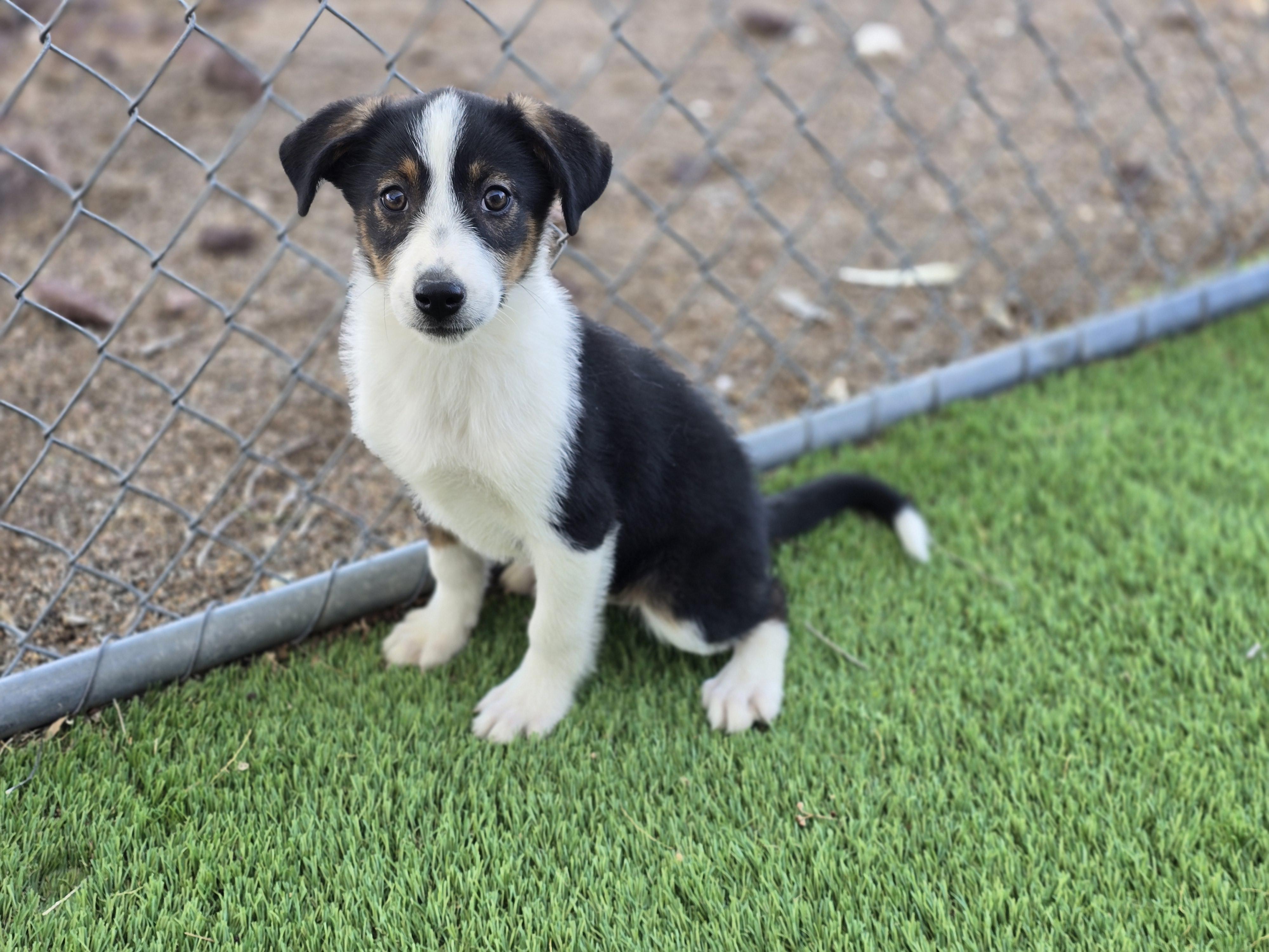 Mesa, ADOPTABLE, Puppy Female Border Collie & Labrador Retriever.