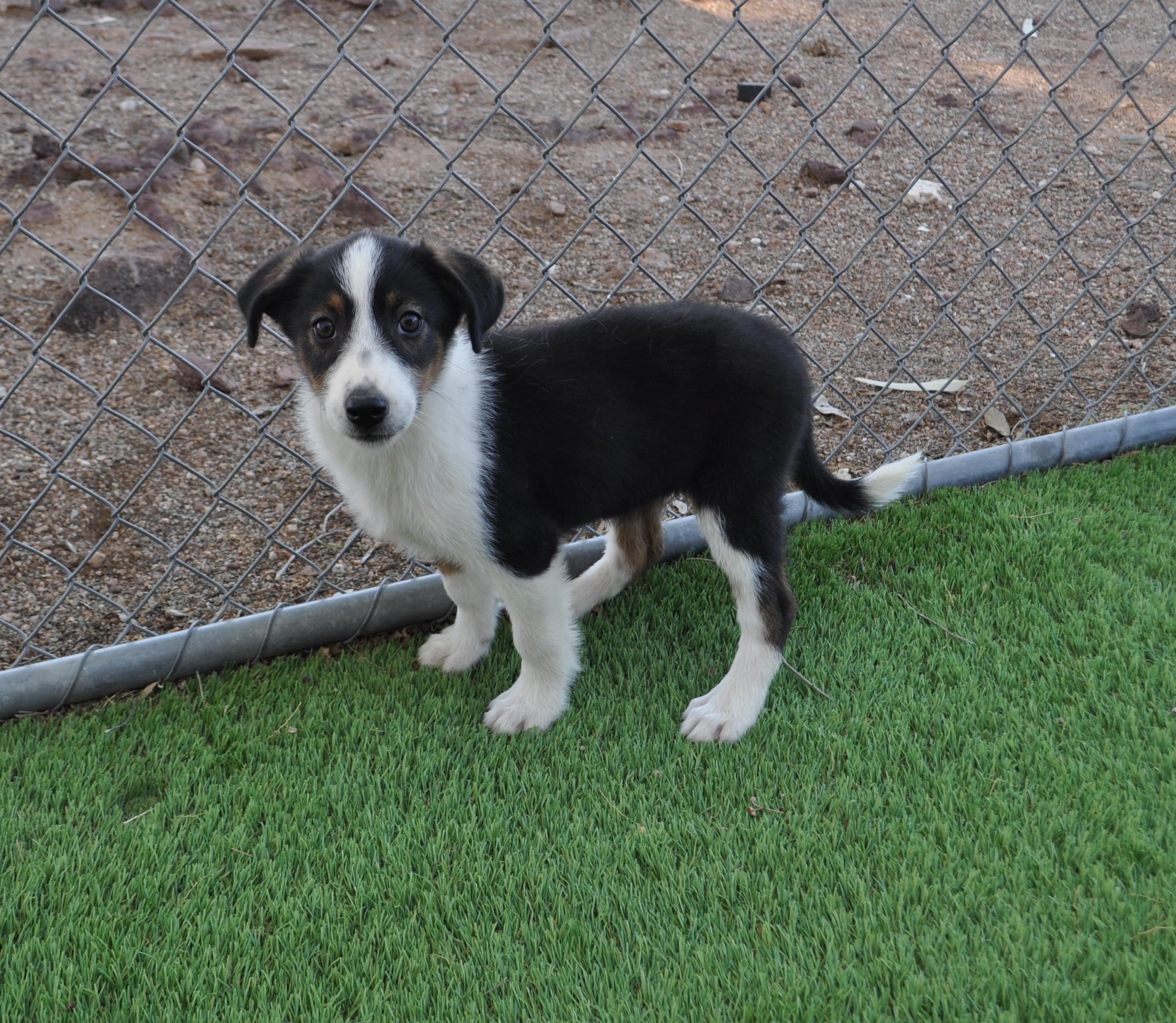 Enlarge Mesa, a ADOPTABLE mixed breed in Apache Junction, AZ image 3/4