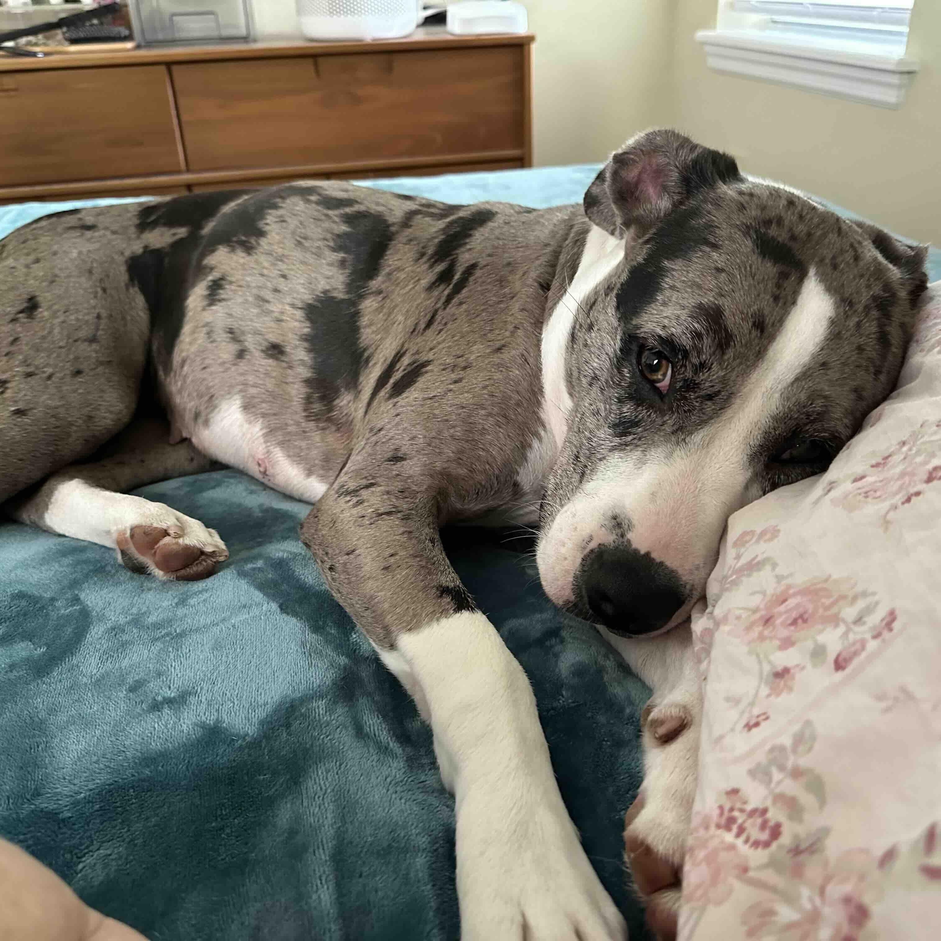 Dahlia (Dali), a Adoptable mixed breed in New Port Richey, FL image 2/6