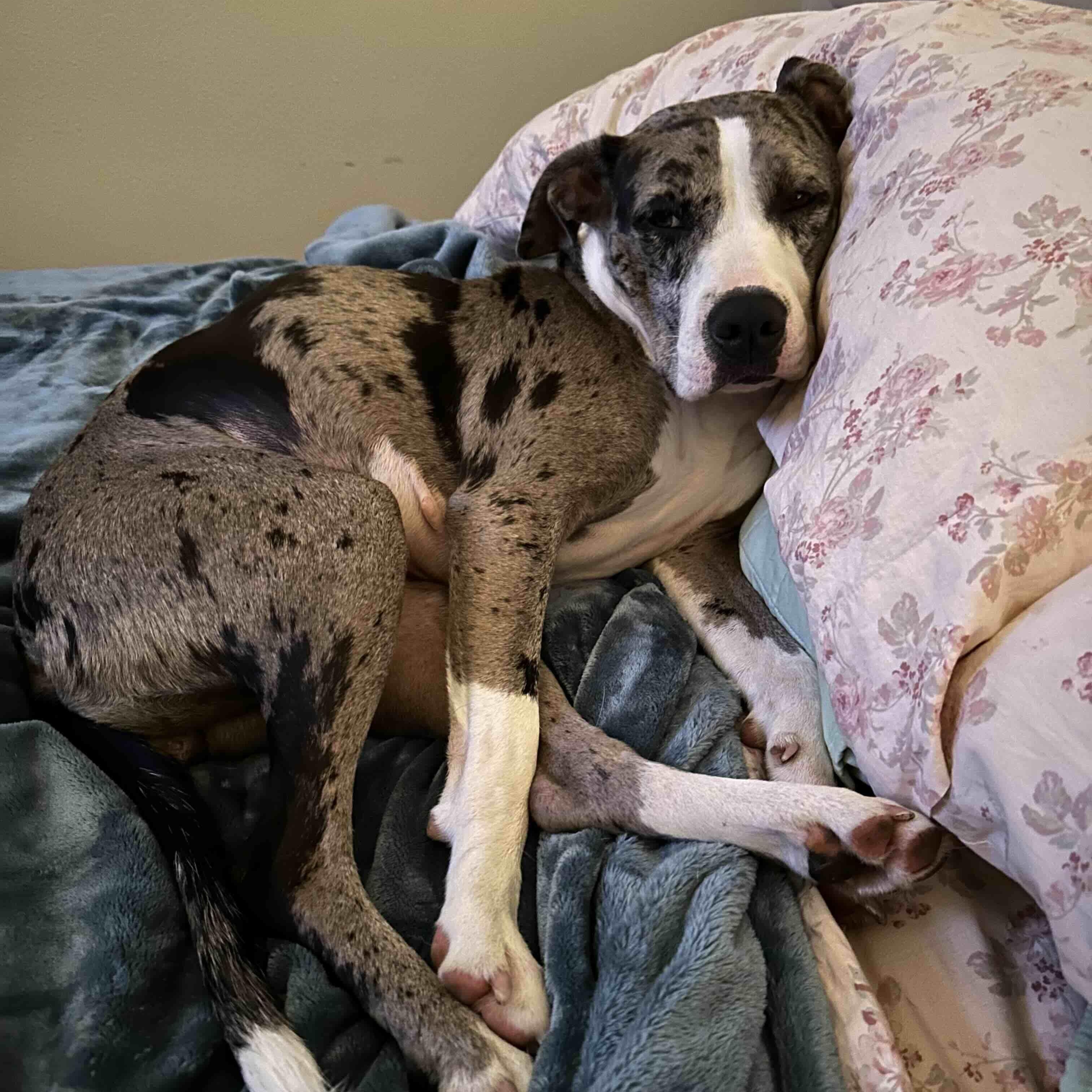 Dahlia (Dali), a Adoptable mixed breed in New Port Richey, FL image 5/6